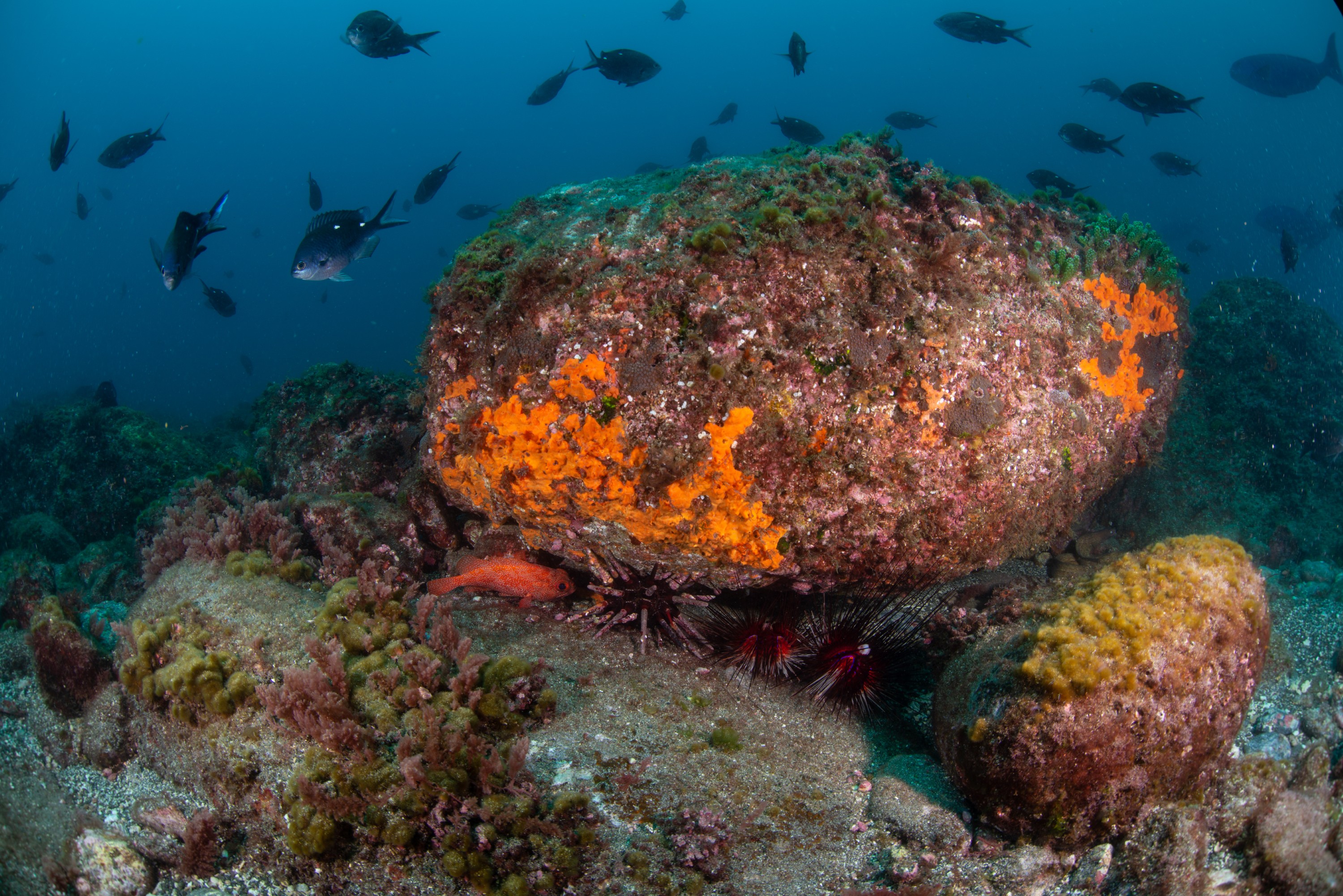 PR9_7169 – Chromis, Chromis dispilus, Diadema, Kermadecs, Rangitahua, Raoul, diadema palmeri, kermadec, pencil urchin, reef, slate-pencil urchin, sub-tropical, toadstool, toadstool groper, trachypoma macracanthus, two-spot desmoiselle, urchin, wideangle