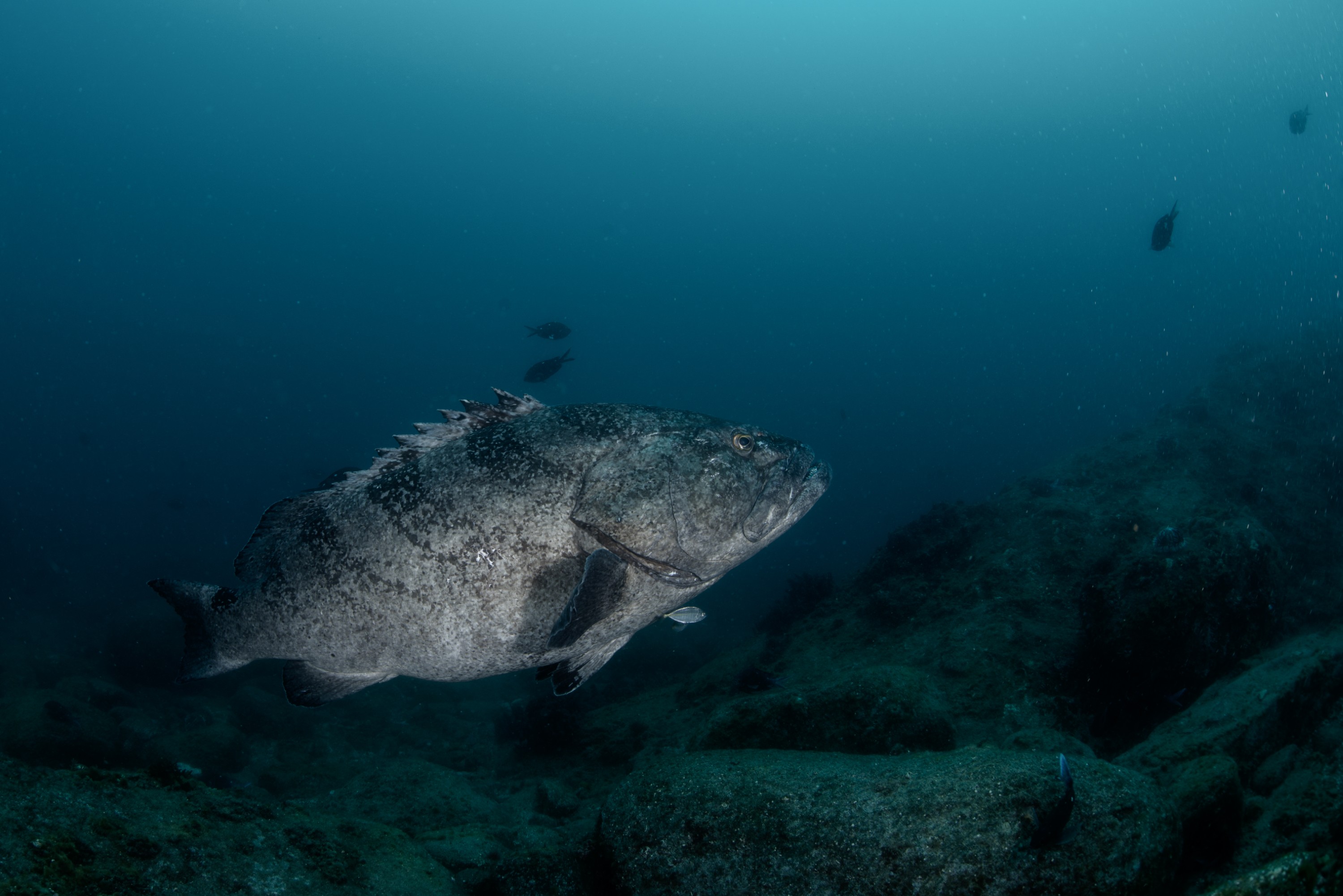 PR9_7188 – Kermadecs, Rangitahua, Raoul, Serranid, black spotted groper, epinephelus, epinephelus daemelii, kermadec