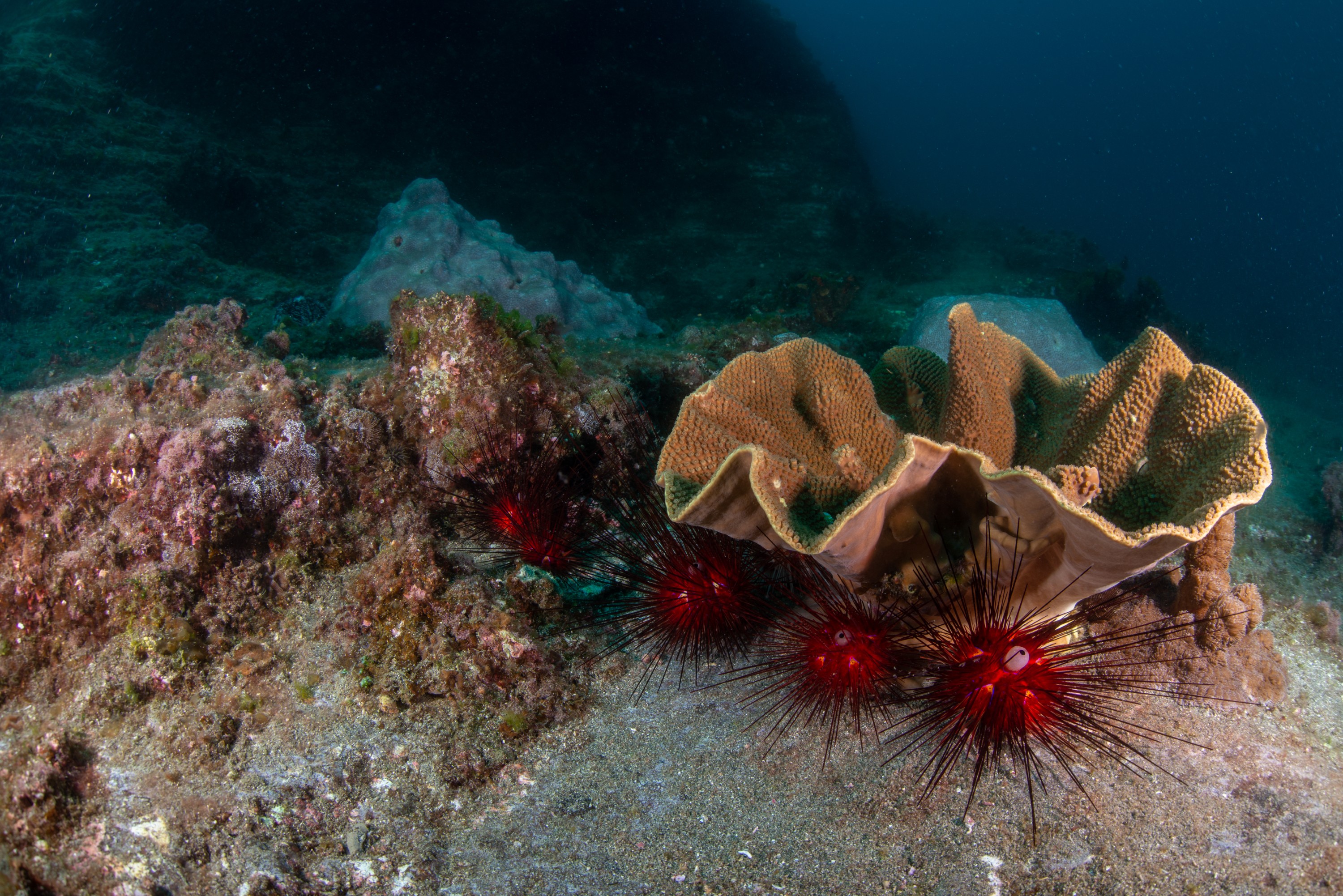PR9_7228 – Diadema, Kermadecs, Rangitahua, Raoul, Turbinaria, Turbinaria mesenterina, diadema palmeri, kermadec, reef, sub-tropical, urchin, wideangle
