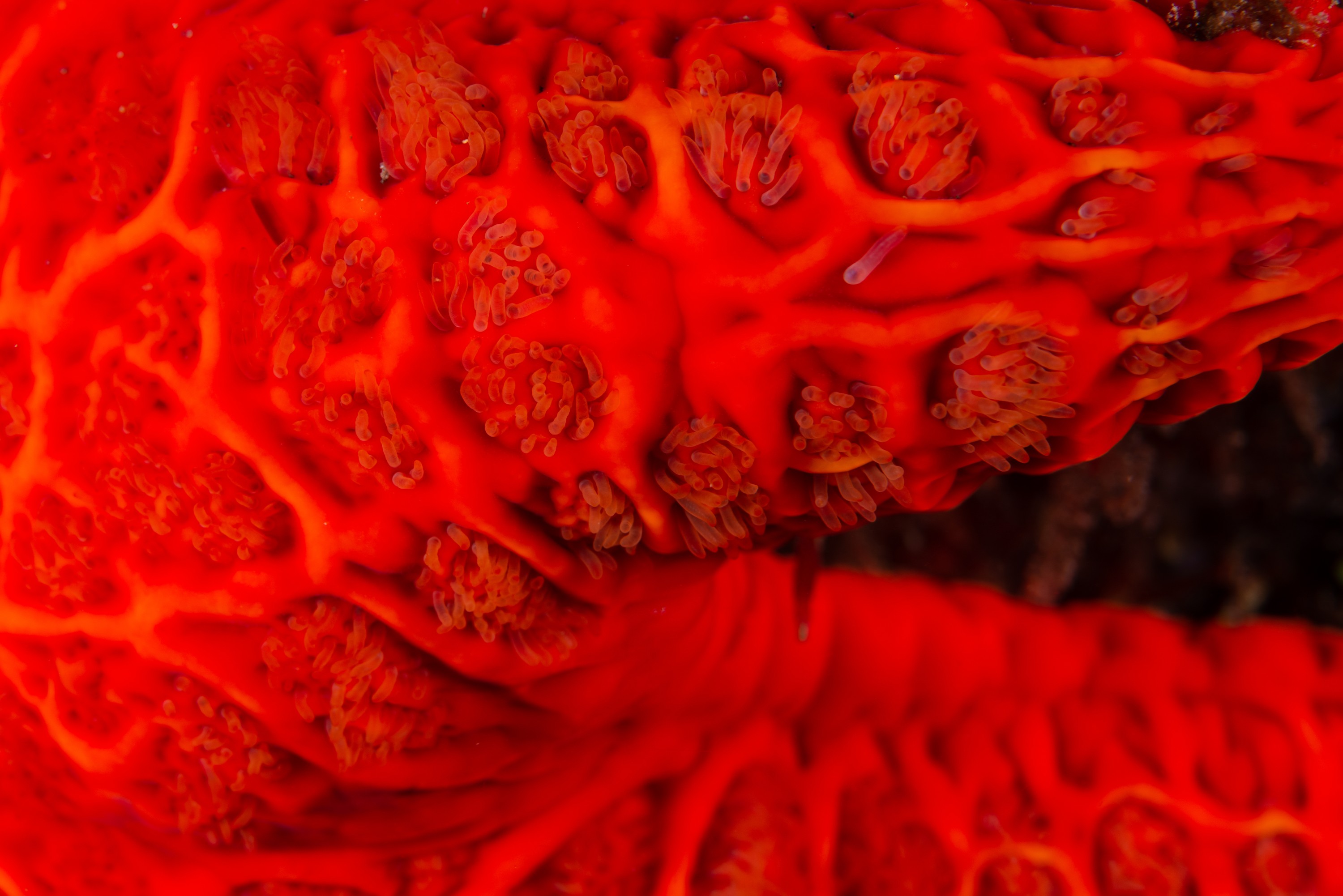 PR9_7333 – Kermadecs, Rangitahua, Raoul, cushion star, kermadec, macro, red, starfish, unknown
