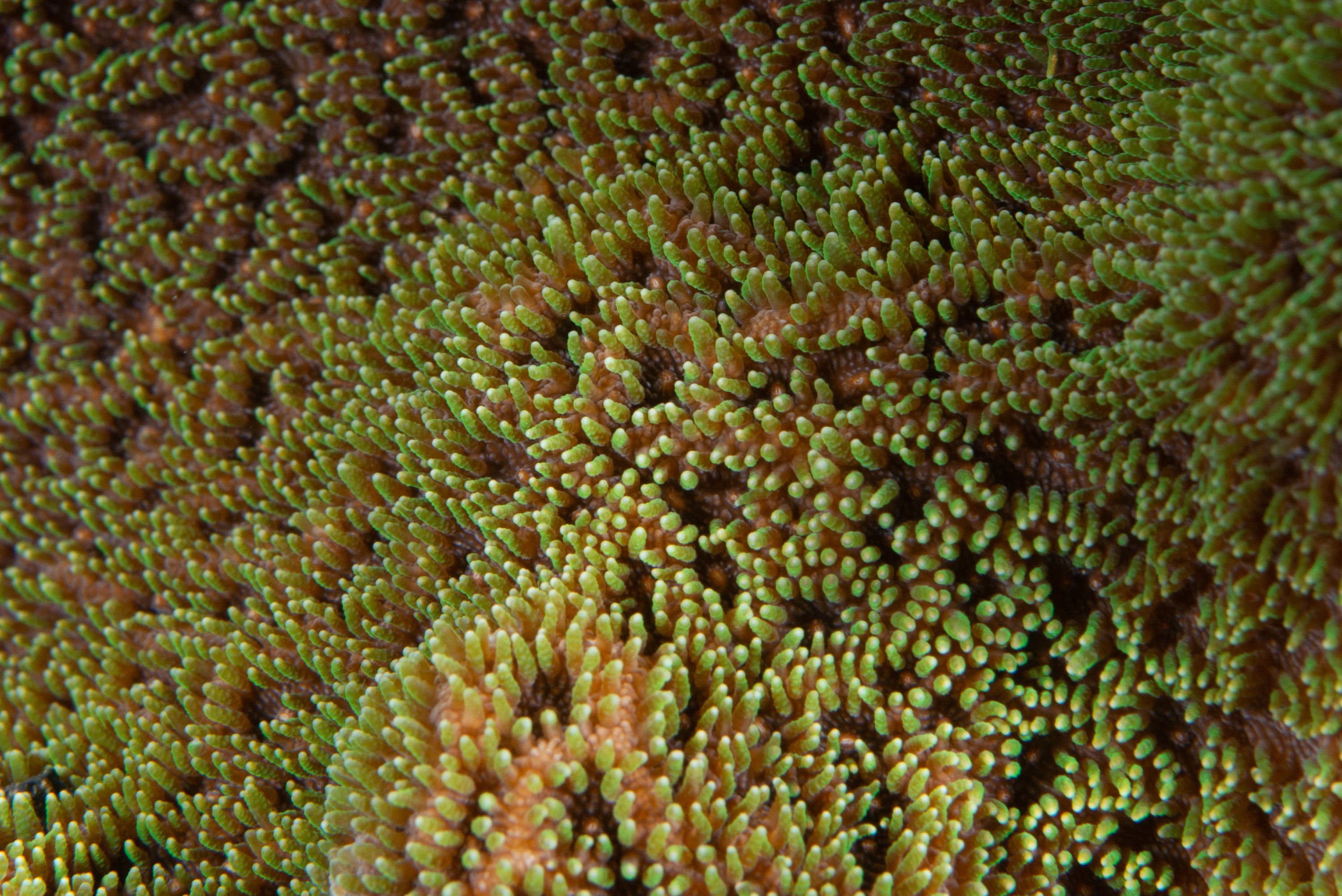 PR9_7377 – Coral polyp, Kermadecs, Rangitahua, Raoul, coral, hard coral, kermadec, polyps