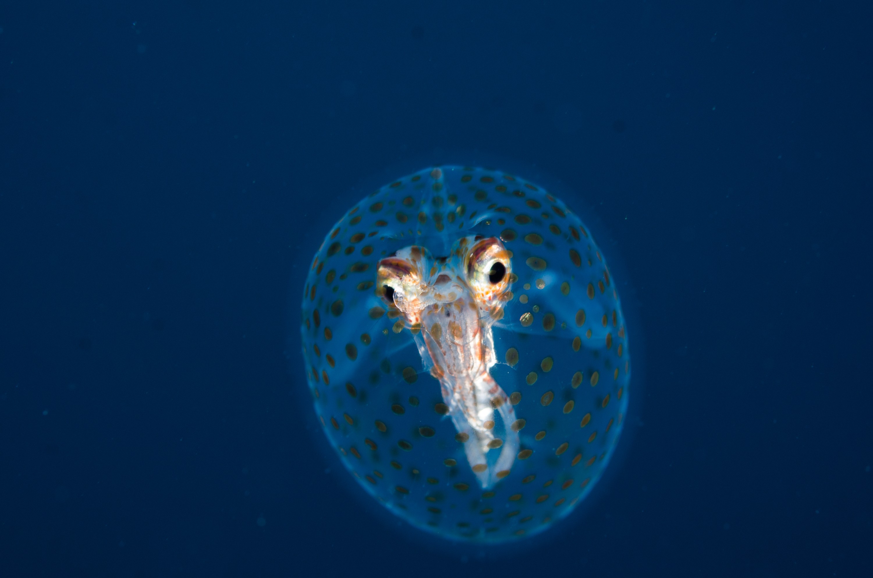 DSC_0542 – new, zealand, new zealand, nz, crispin, Glass, Squid, Cranchiidae, cockatoo, cranchiid, cranch squid,  bathyscaphoid, rare, pelagic, poor, knights, marine, reserve