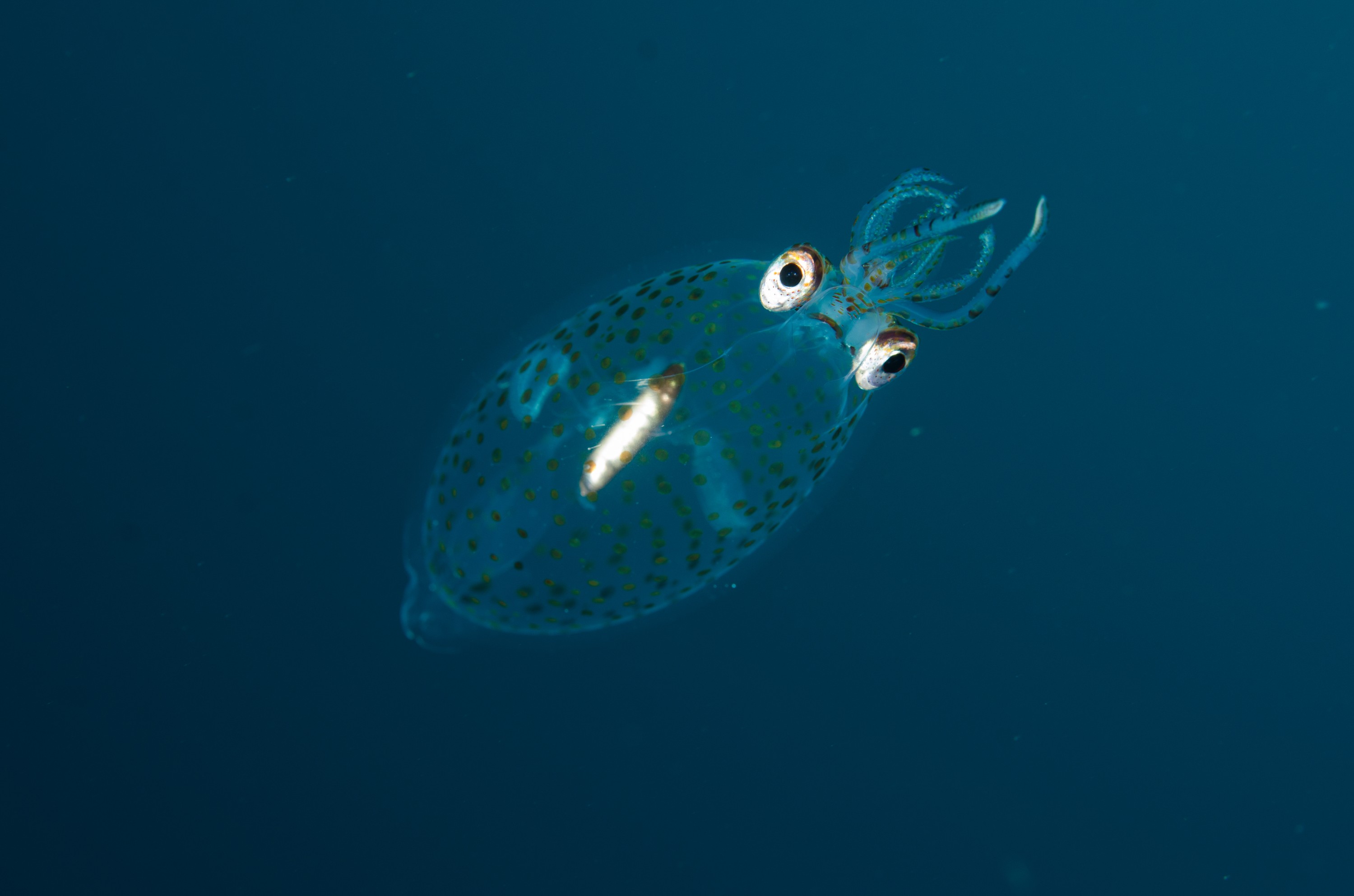 DSC_0581 – new, zealand, new zealand, nz, crispin, Glass, Squid, Cranchiidae, cockatoo, cranchiid, cranch squid,  bathyscaphoid, rare, pelagic, poor, knights, marine, reserve