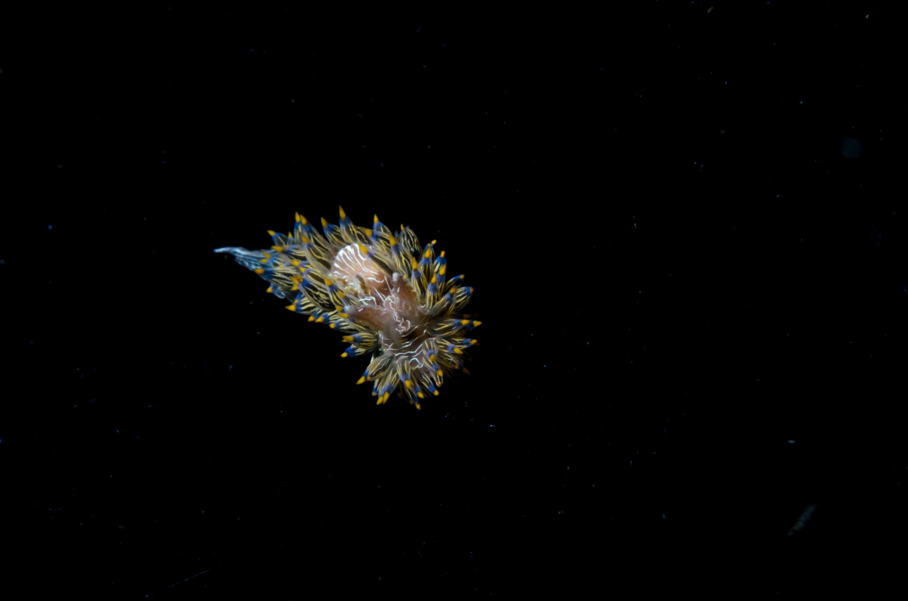 DSC_2328 – crispin, nz, new, zealand, new zealand, aug16_cm, Janolus, eximius, slug, nudibranch, poor, knights