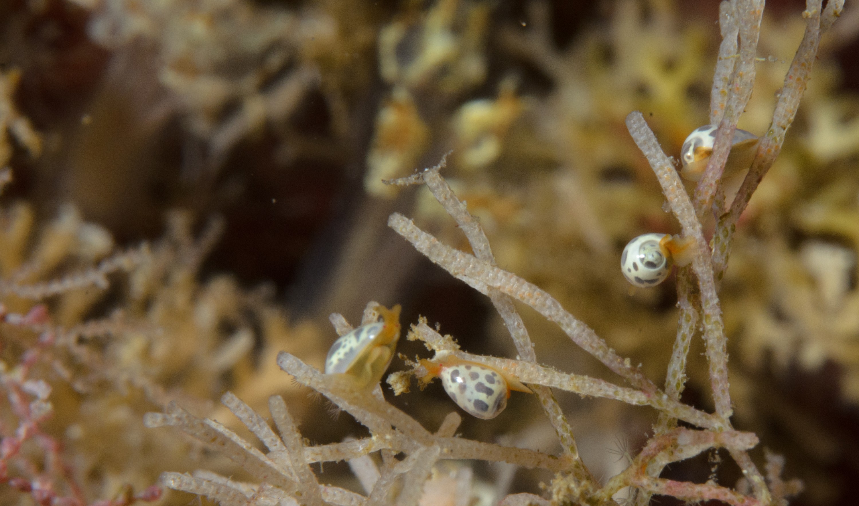 DSC_2336 – crispin, nz, new, zealand, new zealand, aug16_cm, gastropod
