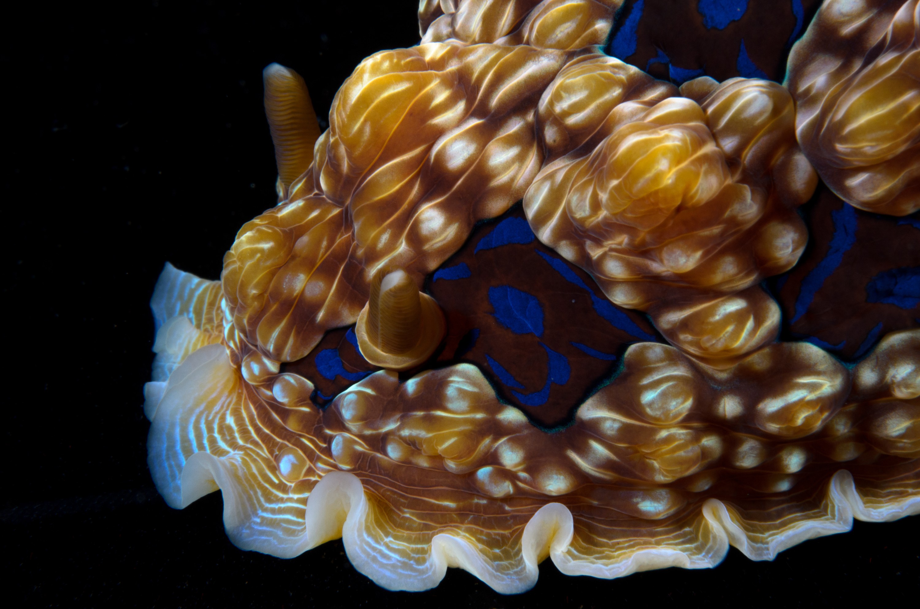 DSC_2339 – crispin, nz, new, zealand, new zealand, aug16_cm, Gem, nudibranch, Dendrodoris, dennisoni, sea, slug, seaslug