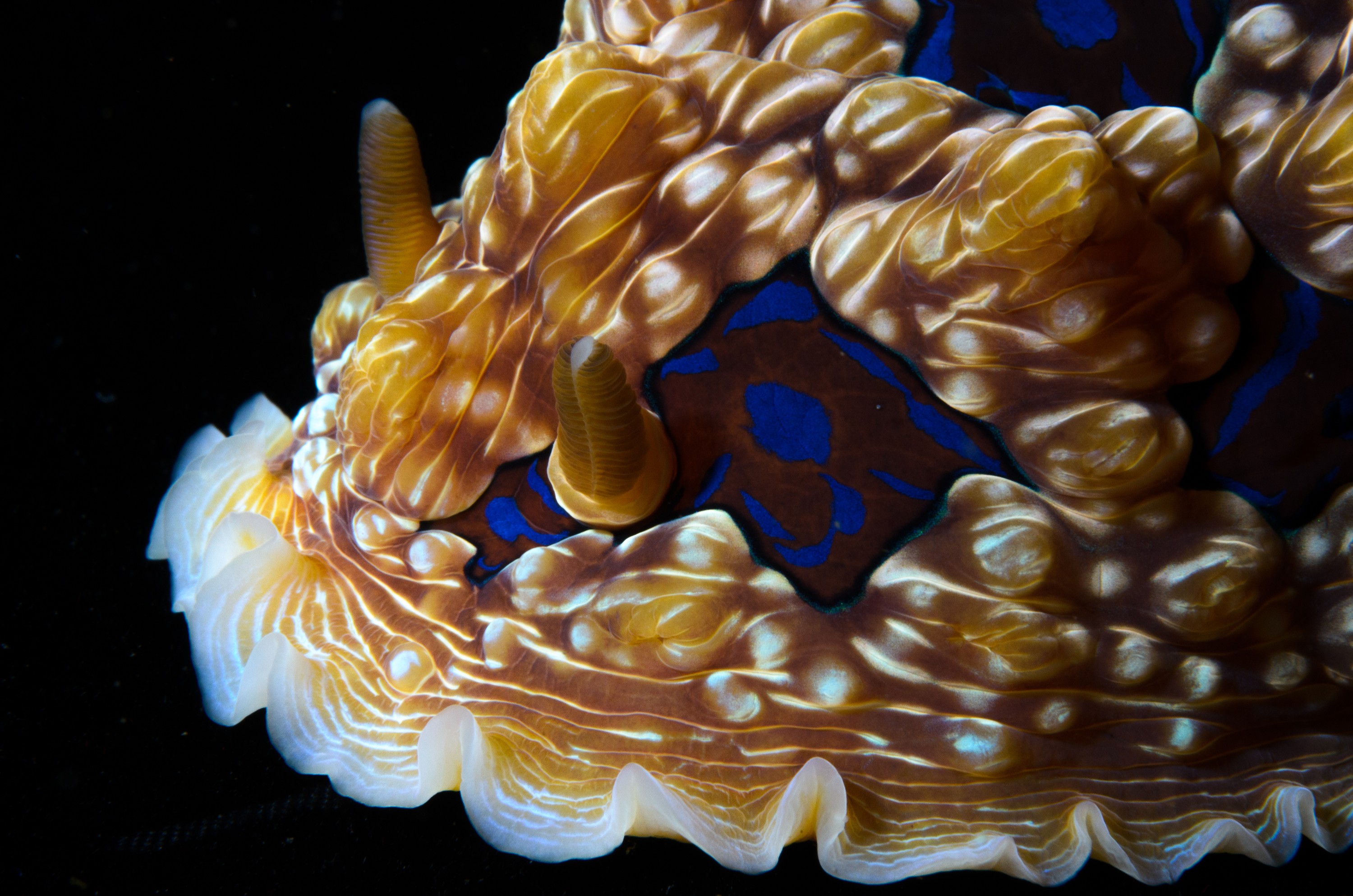 DSC_2342 – crispin, nz, new, zealand, new zealand, aug16_cm, Gem, nudibranch, Dendrodoris, dennisoni, sea, slug, seaslug
