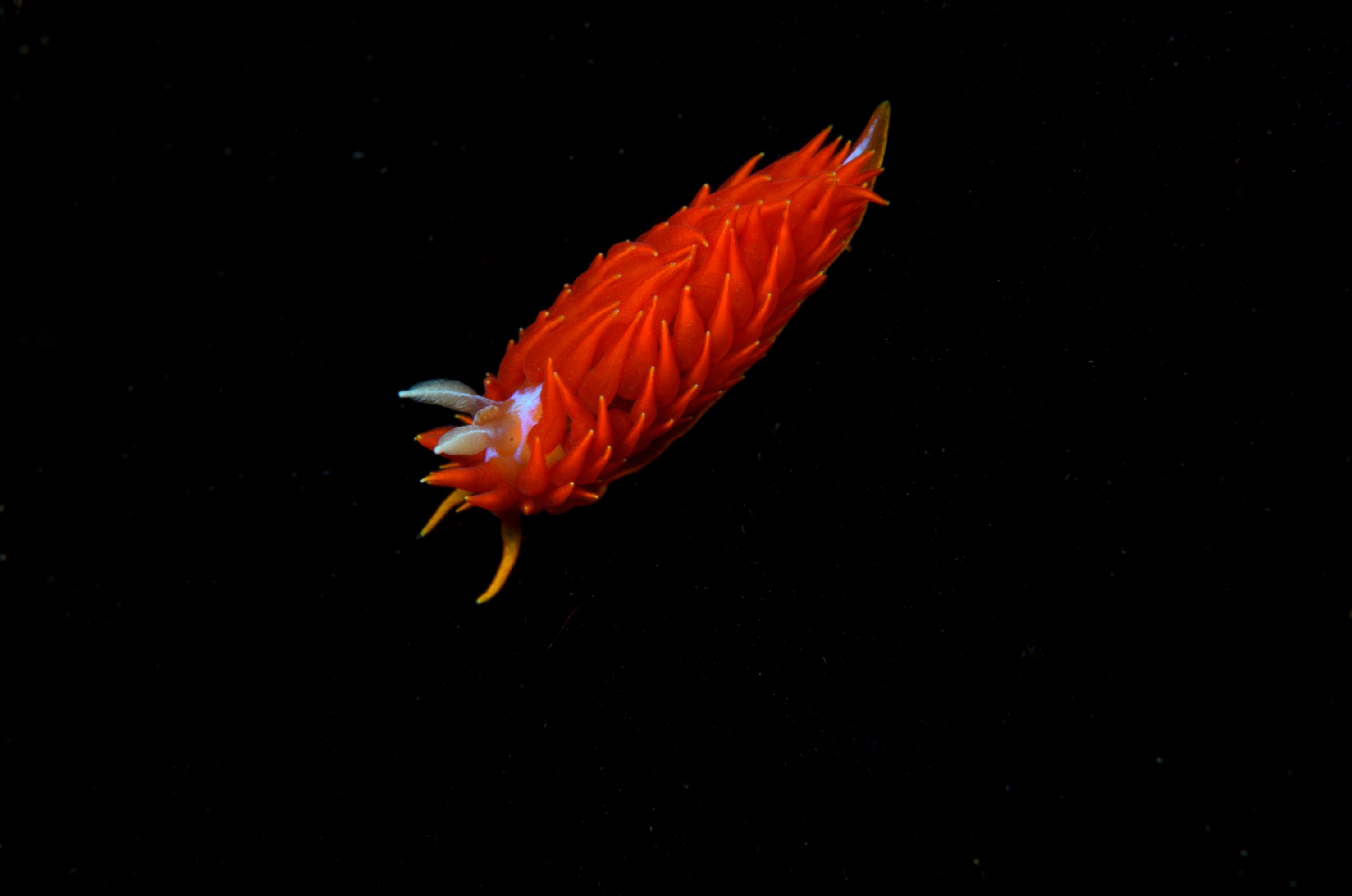 DSC_2362 – crispin, nz, new, zealand, new zealand, aug16_cm, Fire, nudibranch, Janolus, ignis, slug, seaslug,