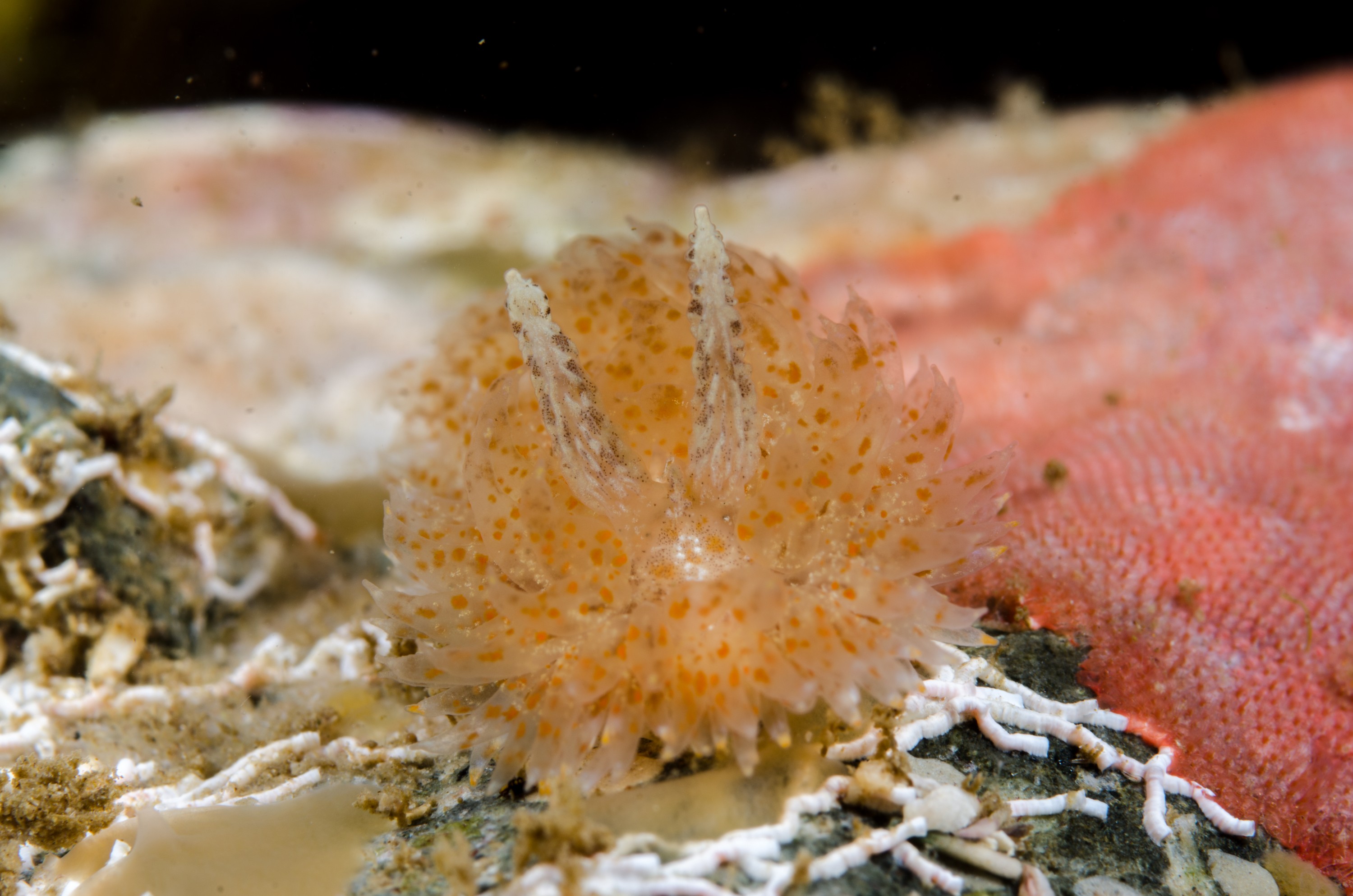 DSC_2475 – Underwater, Unknown, nuibranch, sea, slug, seaslug, far north, orange, Crispin, marine, new zealand, zealand, new, nz,