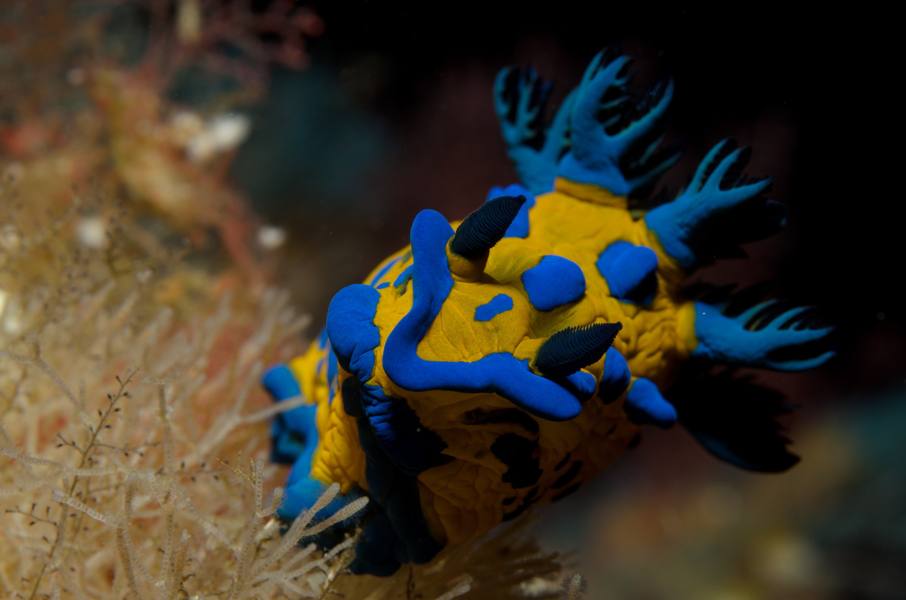 DSC_2752 – crispin, nz, new, zealand, new zealand, aug16_cm, new, zealand, new zealand, nz, crispin, poor, knights, marine, reserve, Nudibranch, Tambja, verconis, seaslug, sea, slug, nudibranch