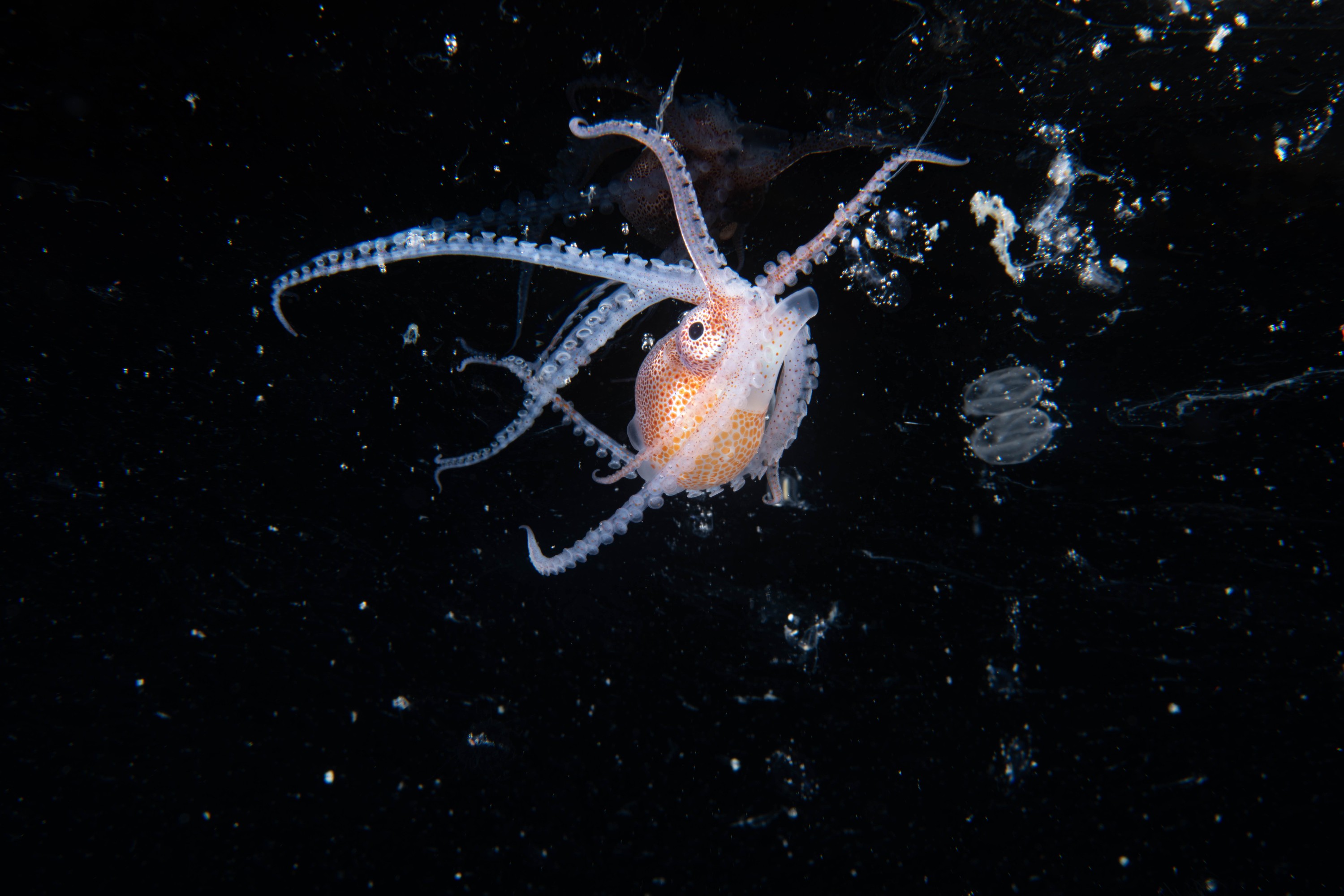 DSC_4294 – Football, Octopus, Ocythoe, tuberculata, Poor, Knights, Islands, ceph, cephalopod, rare, nz, blackwater, pelagic, salp