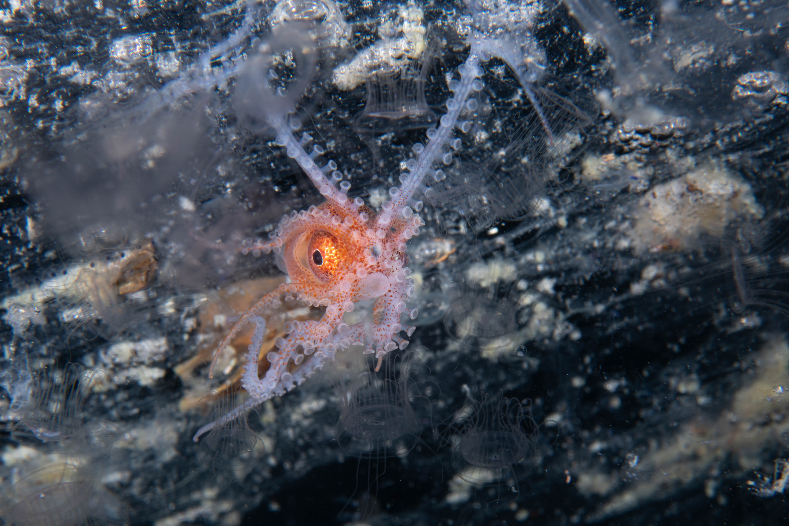 DSC_4390 – Football, Octopus, Ocythoe, tuberculata, Poor, Knights, Islands, ceph, cephalopod, rare, nz, blackwater, pelagic, salp