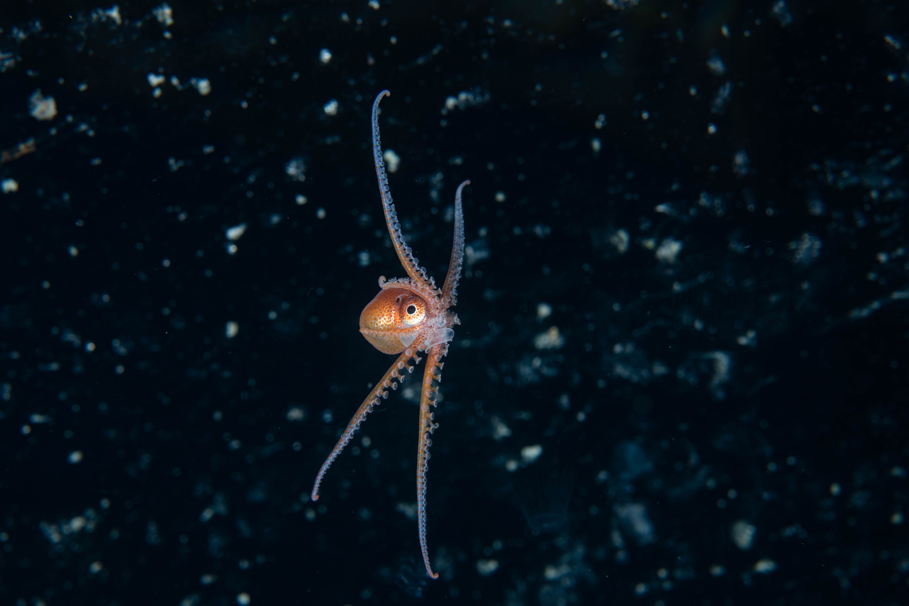 DSC_4497 – Football, Octopus, Ocythoe, tuberculata, Poor, Knights, Islands, ceph, cephalopod, rare, nz, blackwater, pelagic, salp
