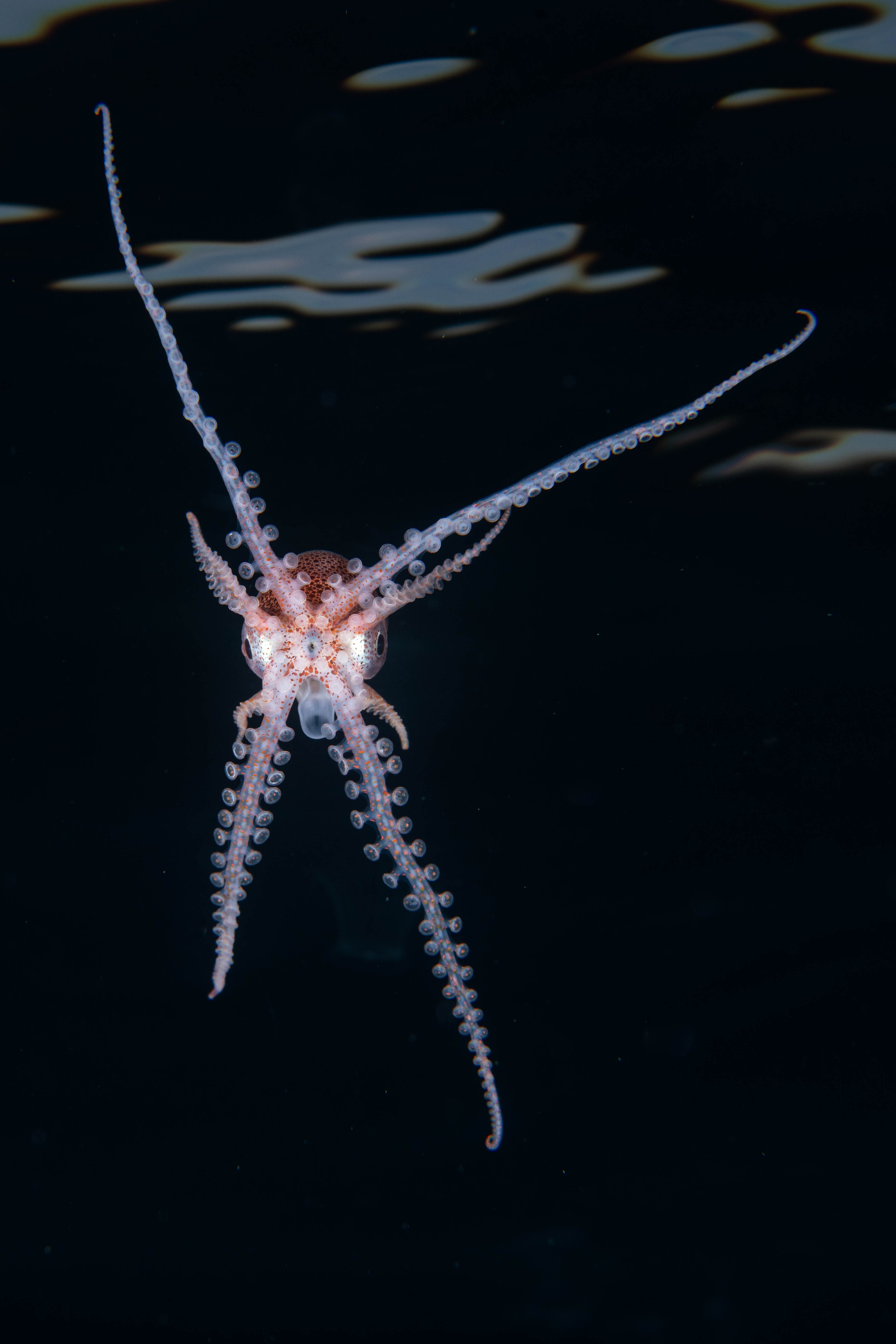 DSC_4551 – Football, Octopus, Ocythoe, tuberculata, Poor, Knights, Islands, ceph, cephalopod, rare, nz, blackwater, pelagic, salp
