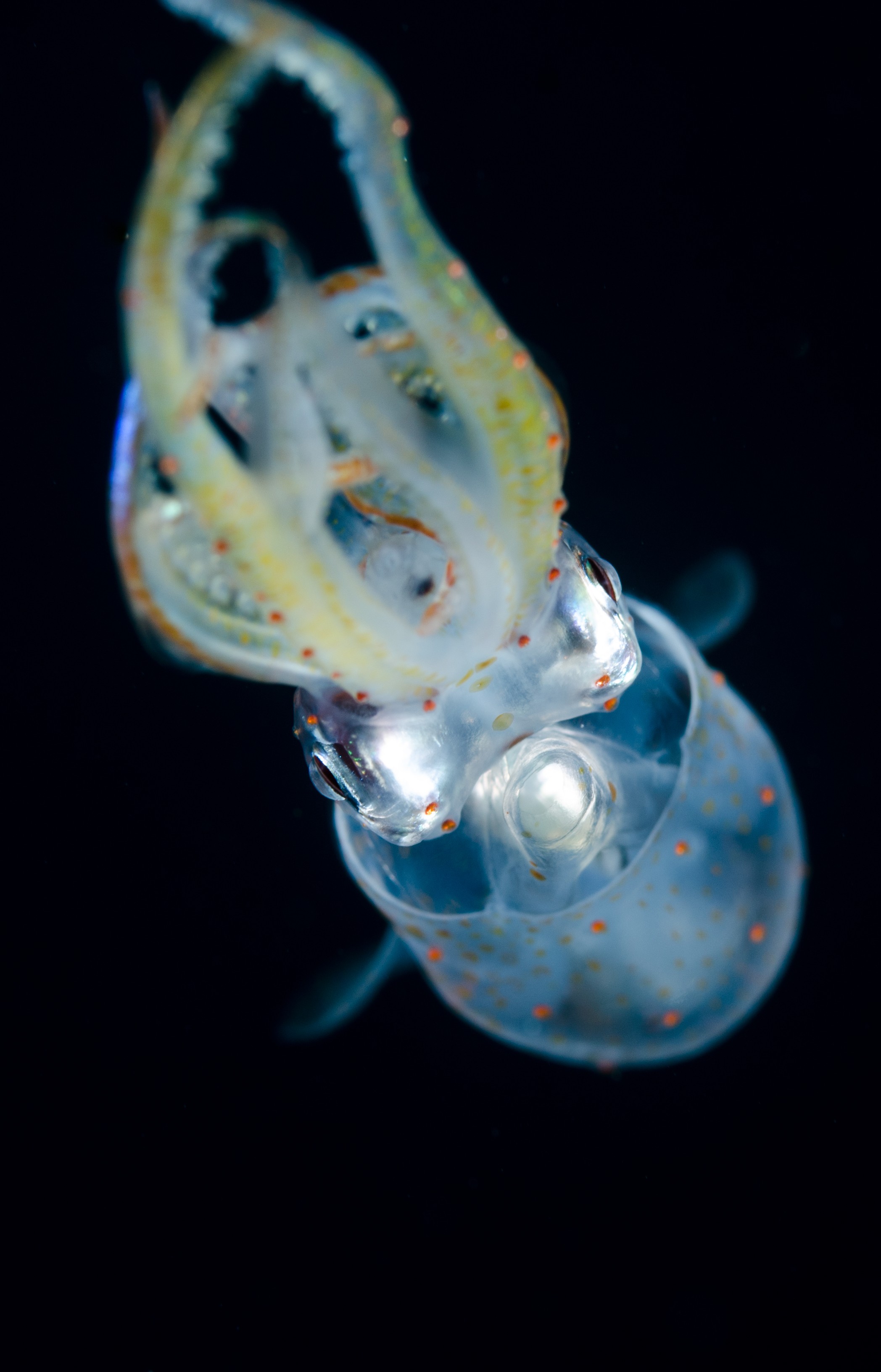 DSC_6449 – Squid, unknown, cephalopod, tentacles, poor, knights, marine, reserve, Crispin, marine, new zealand, zealand, new, nz,