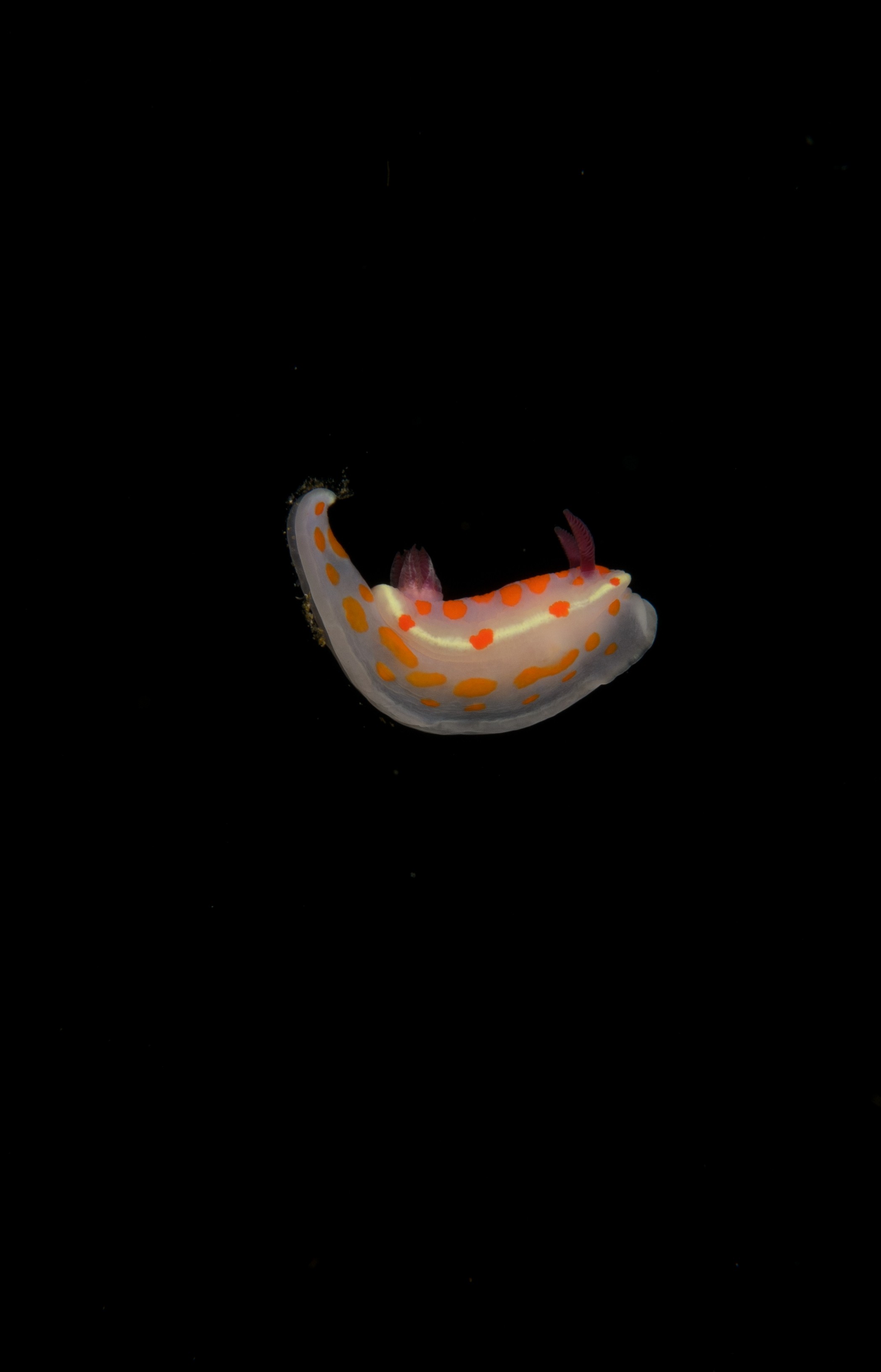 DSC_6701 – crispin, nz, new, zealand, new zealand, aug16_cm, Underwater, Clown, Nudibranch, Ceratosoma, amoenum, sea, slug, seaslug, orange, white, poor, knights, marine, reserve, Crispin, marine, new zealand, zealand, new, nz,