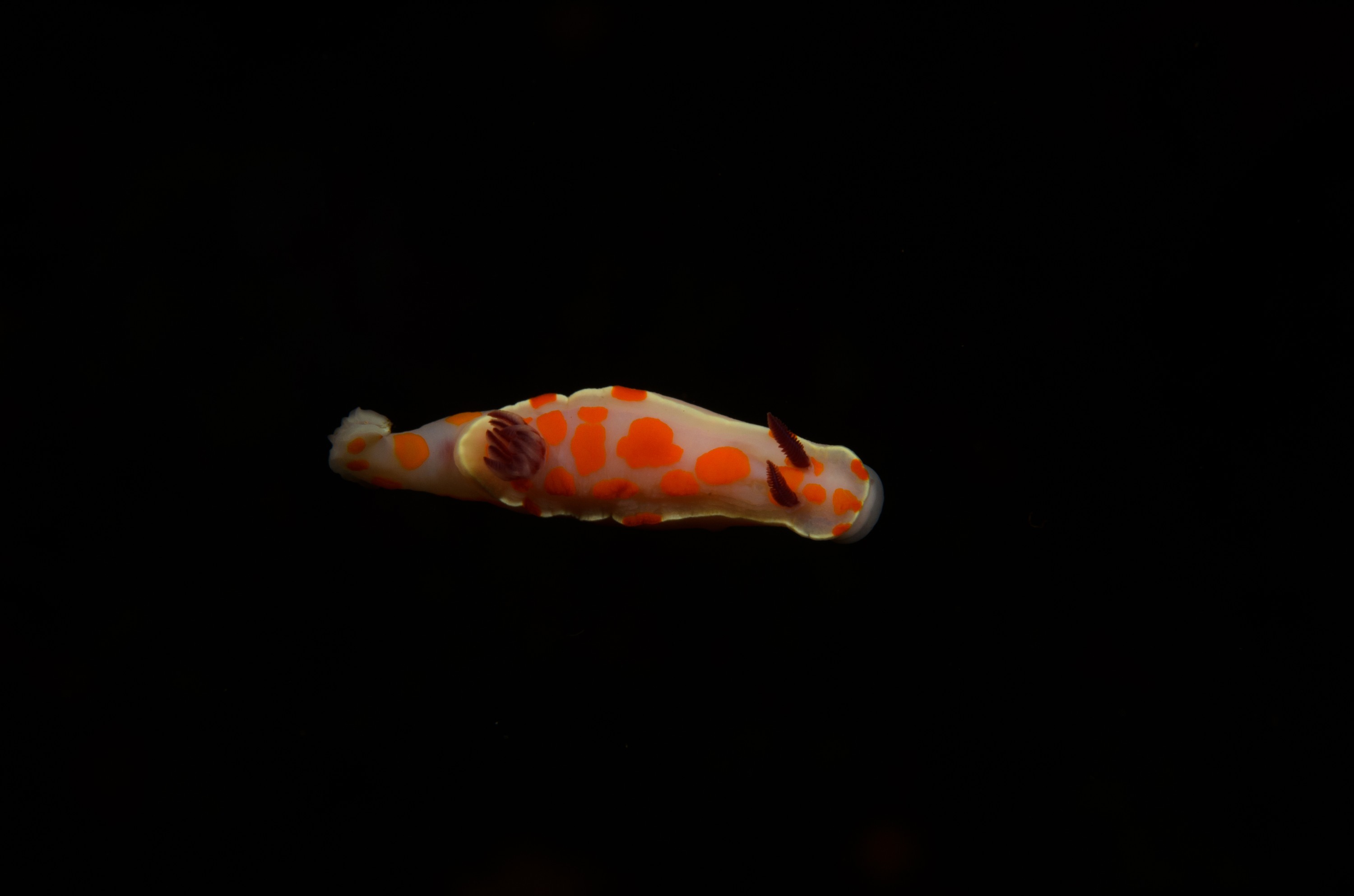 DSC_6724 – crispin, nz, new, zealand, new zealand, aug16_cm, Underwater, Clown, Nudibranch, Ceratosoma, amoenum, sea, slug, seaslug, orange, white, poor, knights, marine, reserve, Crispin, marine, new zealand, zealand, new, nz,