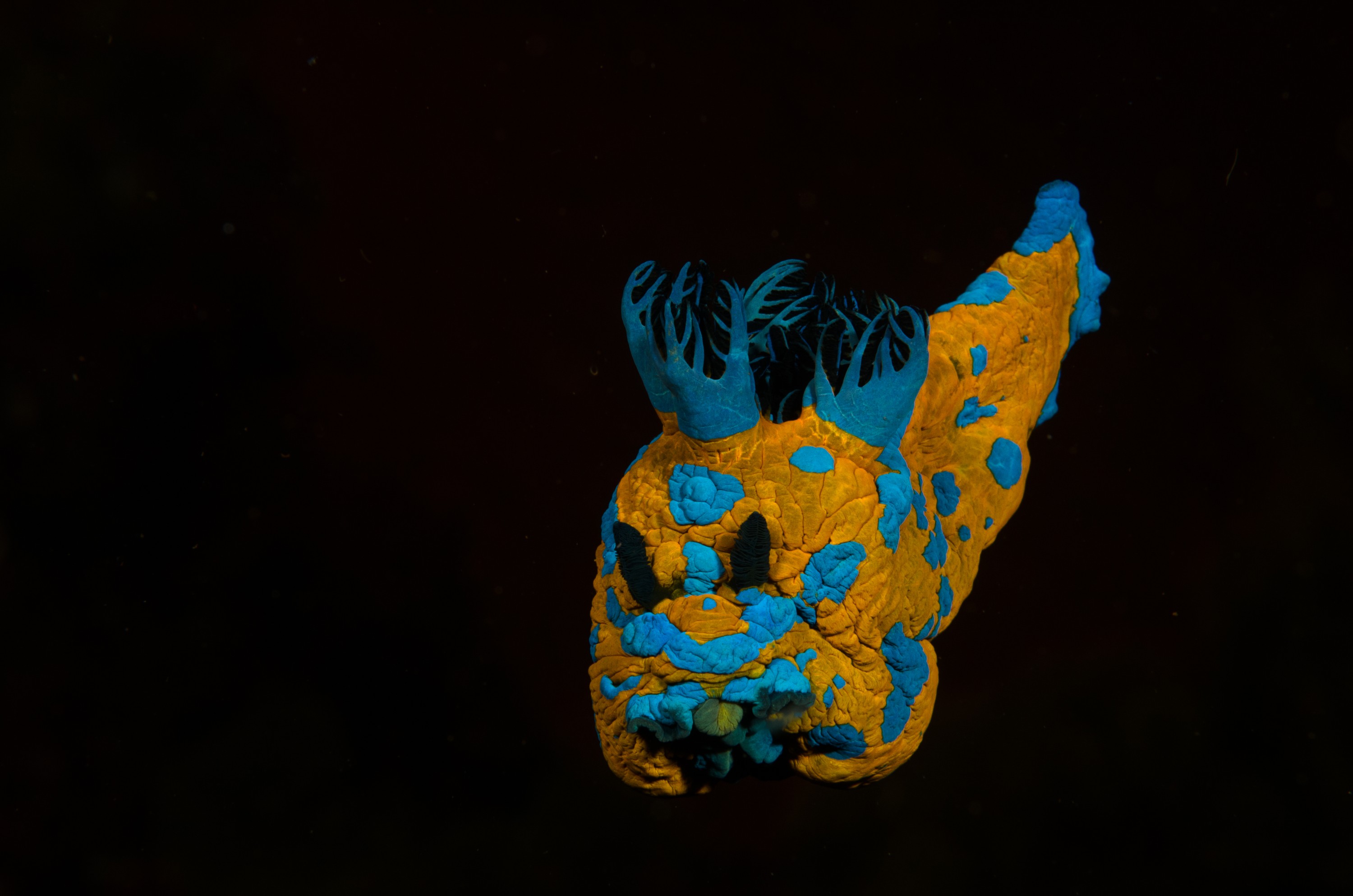 DSC_6748 – crispin, nz, new, zealand, new zealand, aug16_cm, new, zealand, new zealand, nz, crispin, poor, knights, marine, reserve, Nudibranch, Tambja, verconis, seaslug, sea, slug, nudibranch