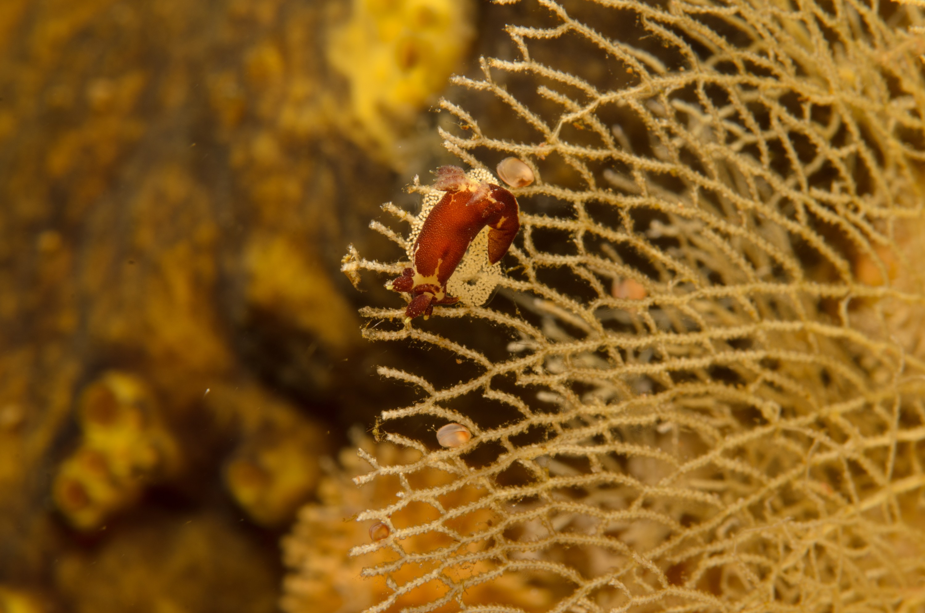 DSC_6773 – crispin, nz, new, zealand, new zealand, aug16_cm, Trapania, brunnea, sea, slug, seaslug, nudu=ibranch