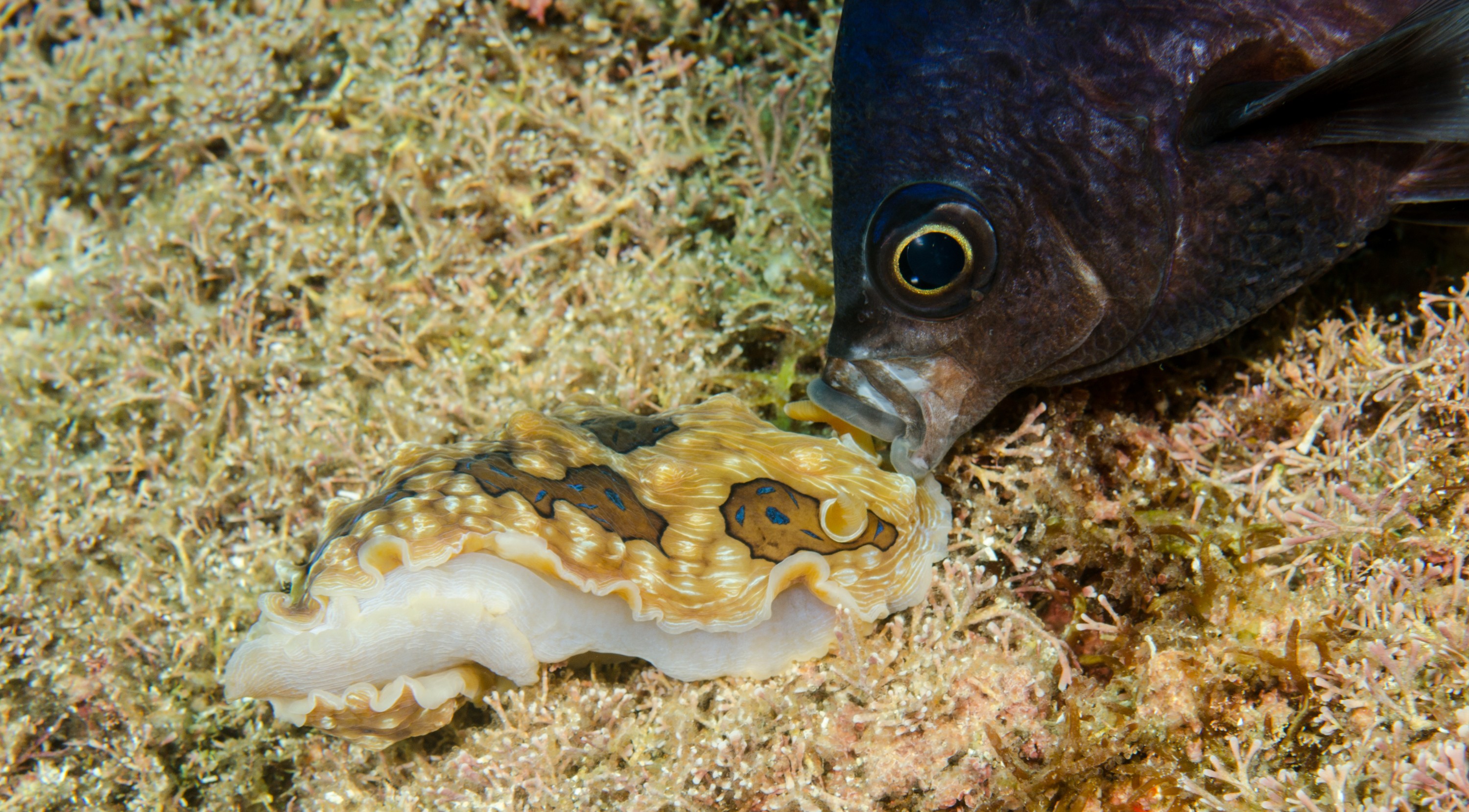DSC_6844 – Underwater, Gem, Nudibranch, Dendrodoris, denisoni, sea, slug seaslug, Two, spot, Demoiselle, Chromis, dispilus, poor, knights, marine, reserve, common, Crispin, marine, new zealand, zealand, new, nz,