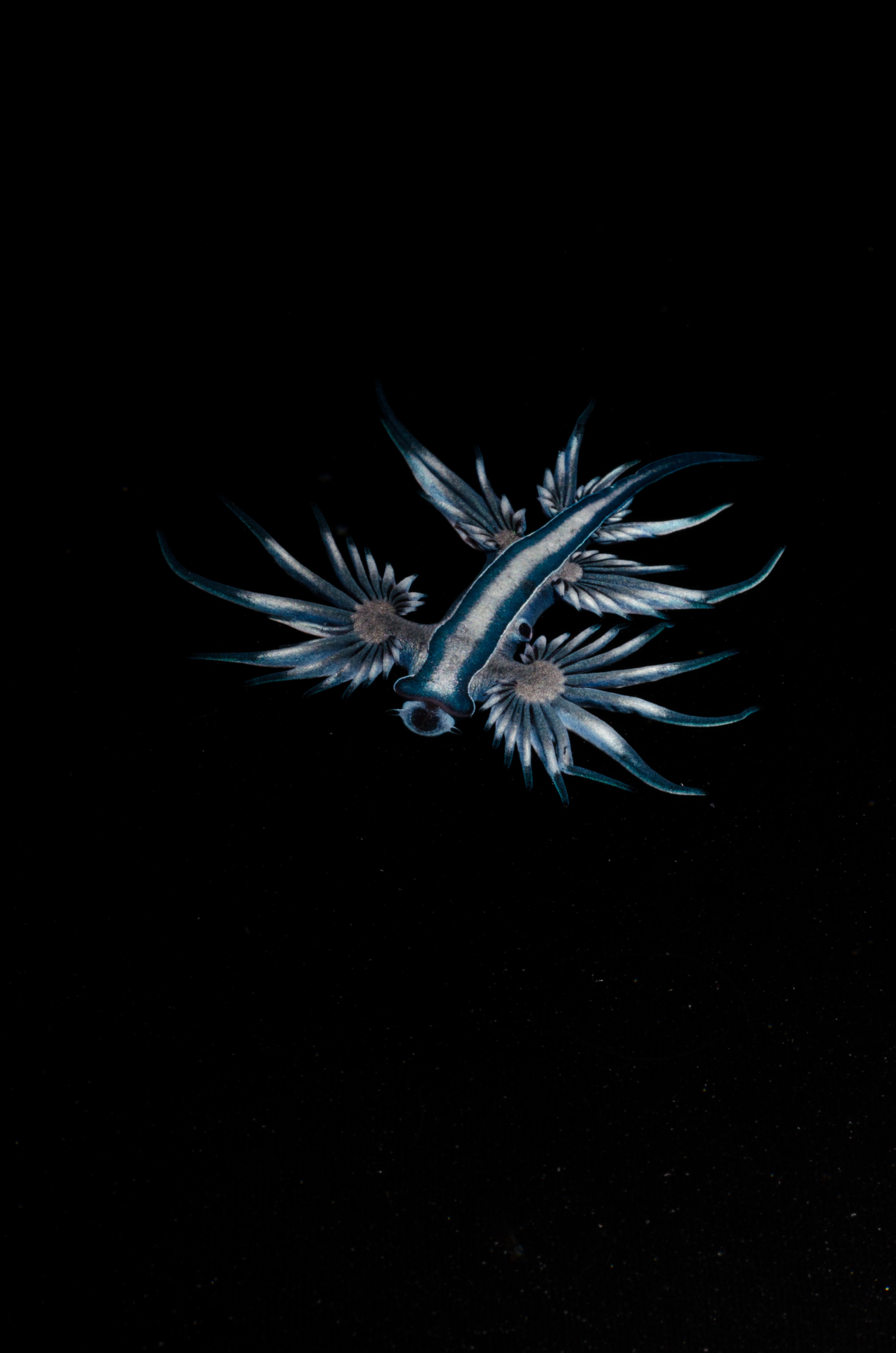 DSC_7091 – Underwater, Glaucus, atlanticus, Northland, nudibranch, blue, pokemon, pelagic, swallow, seaslug, sea slug, slug, sea, Crispin, marine, new zealand, zealand, new, nz,