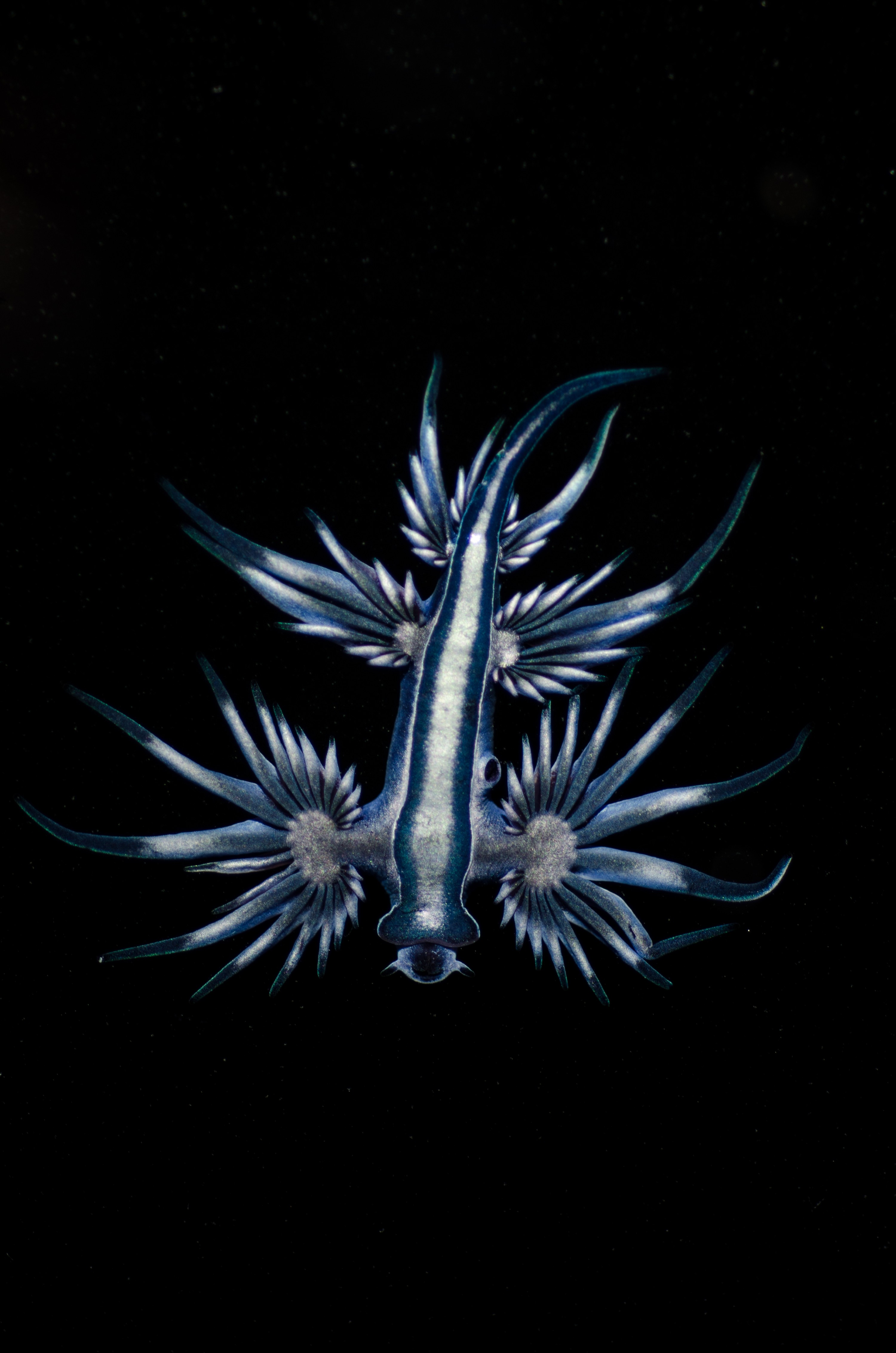 DSC_7156 – Underwater, Glaucus, atlanticus, Northland, nudibranch, blue, pokemon, pelagic, swallow, seaslug, sea slug, slug, sea, Crispin, marine, new zealand, zealand, new, nz,