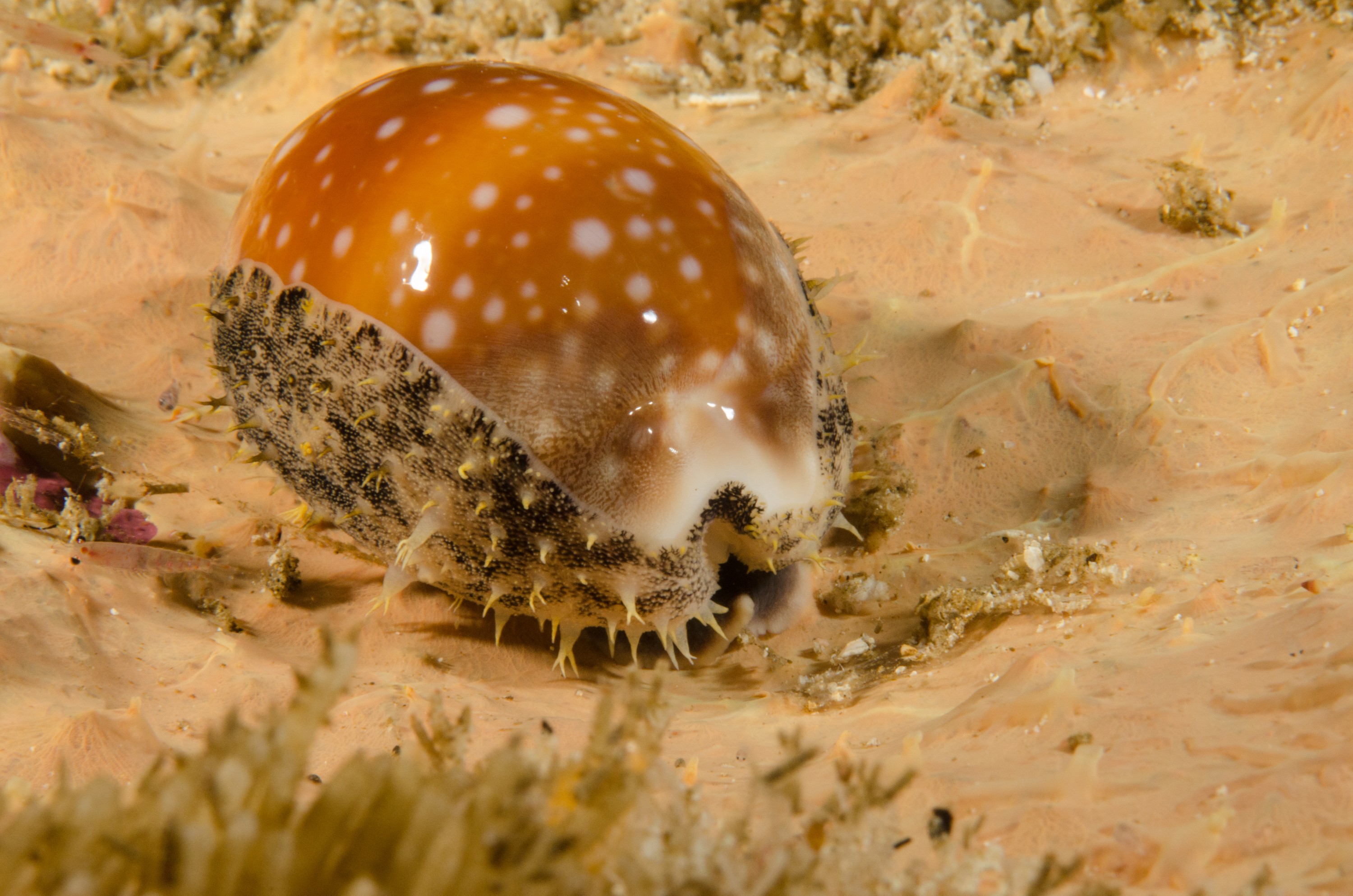 DSC_7230 – Poor, knights, marine reserve, Deer, Cowrie, night, rikoriko, crispin, nz, new, zealand, new zealand