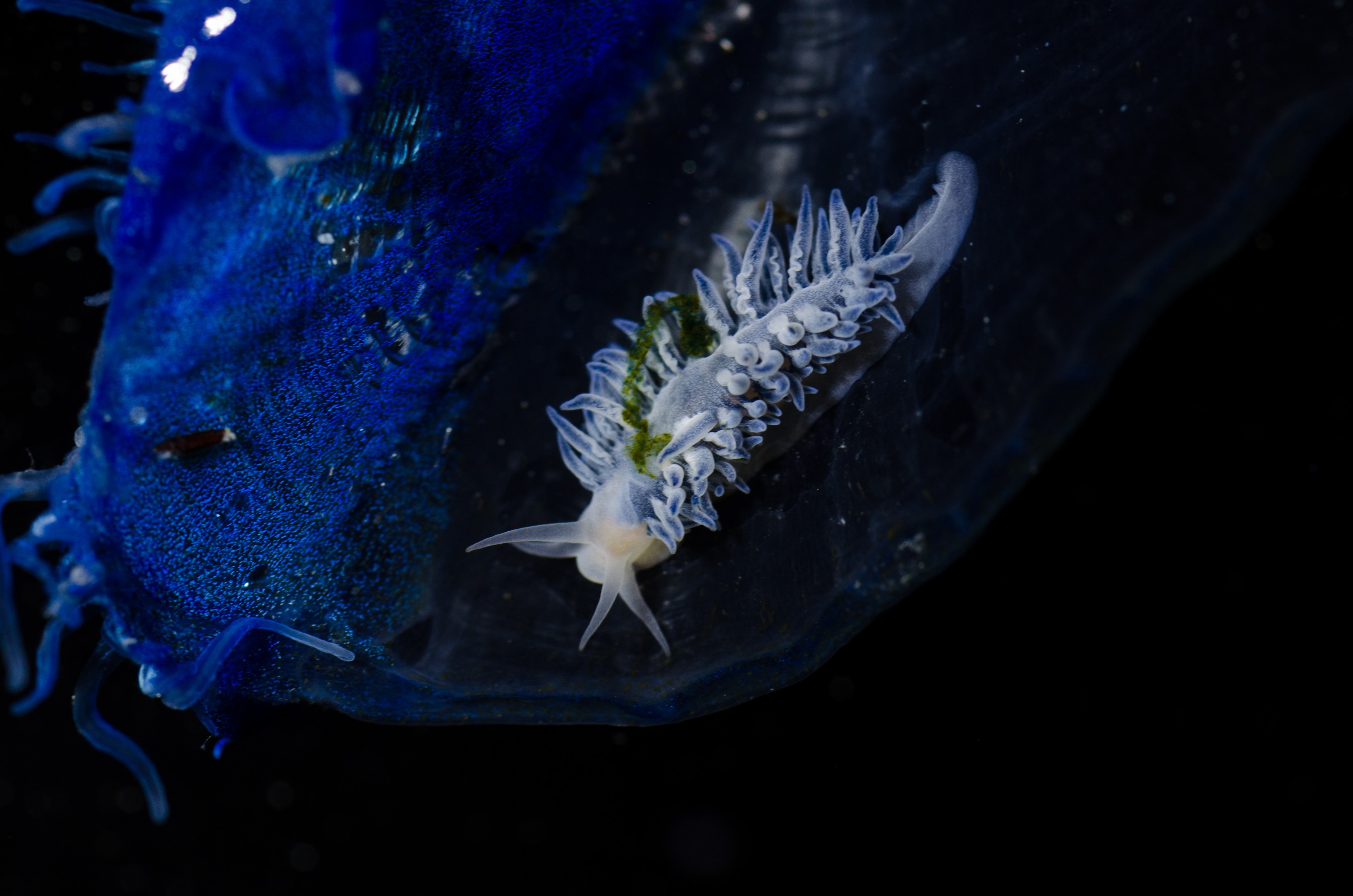 DSC_7266 – Underwater, By, the, wind, sailors, Velella, velella, Fiona, nudibranch, Fiona, pinnata, pelagic, seaslug, sea slug, blue, oceanic, rare, Crispin, marine, new zealand, zealand, new, nz,