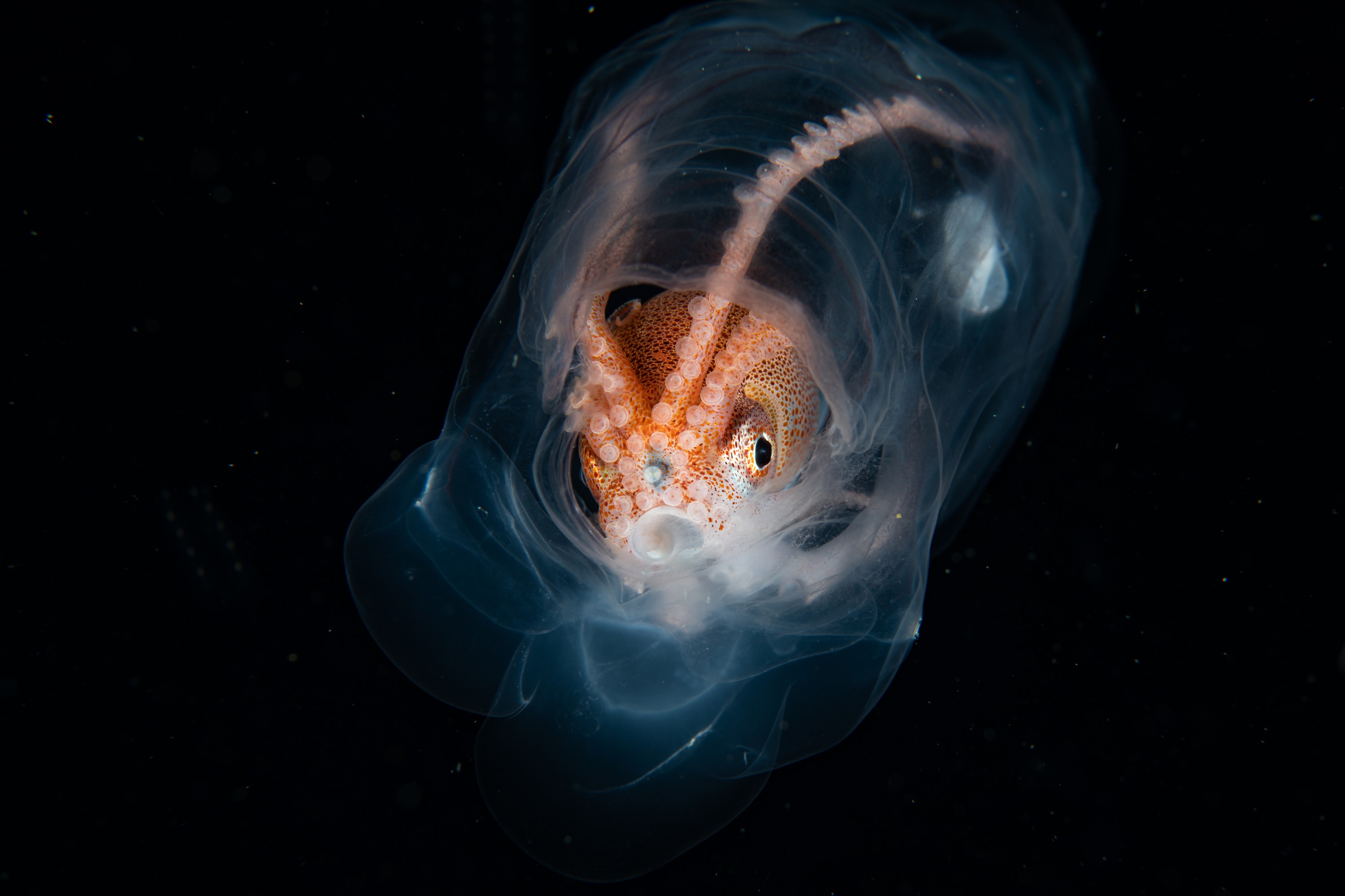 DSC_7595-2 – Football, Octopus, Ocythoe, tuberculata, Poor, Knights, Islands, ceph, cephalopod, rare, nz, blackwater, pelagic, salp