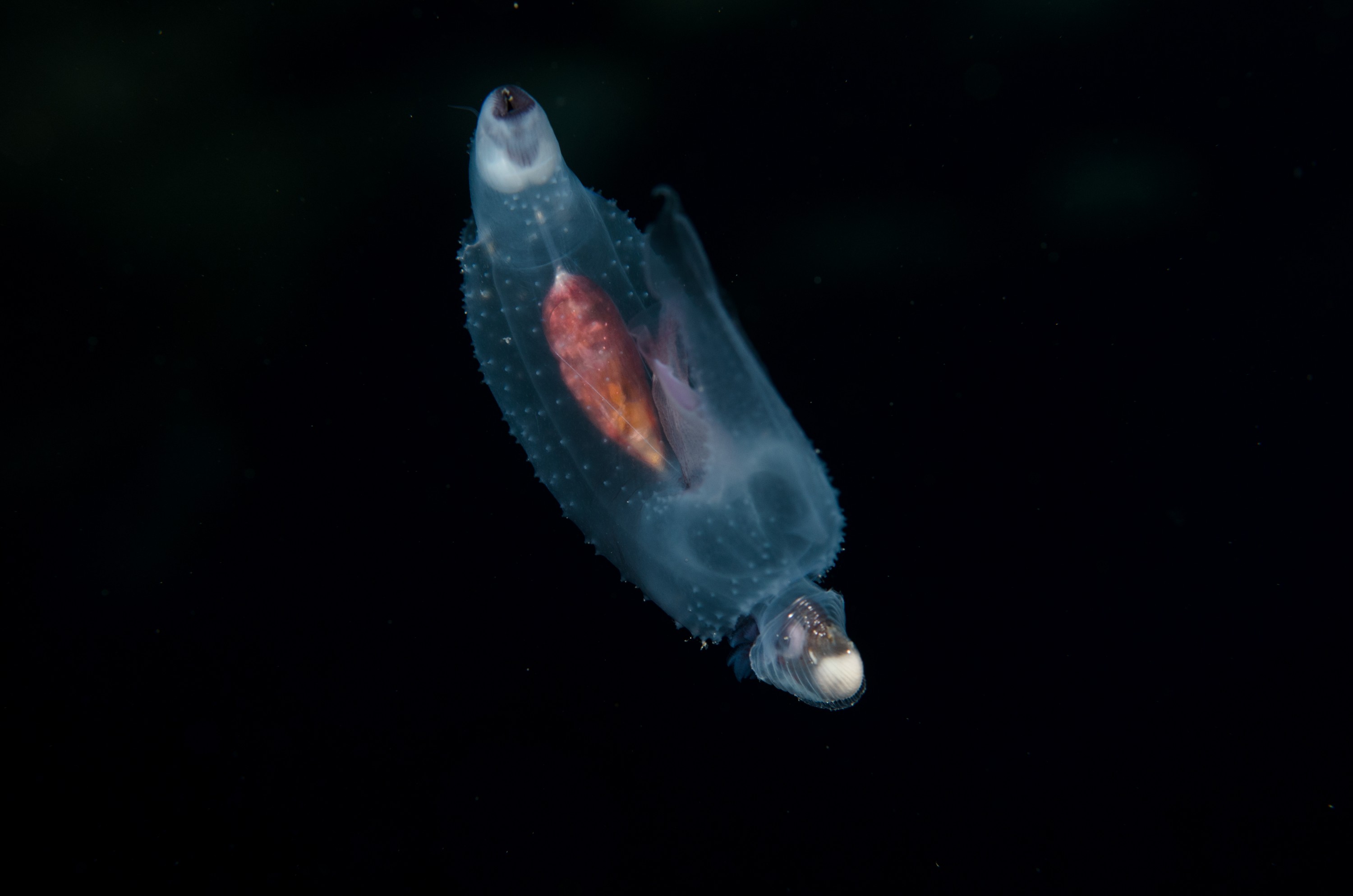 DSC_7810 – Butterfly, Crispin, PKI010916, Sea, Thecosomata, knights, marine, new, nz, pelagic, poor, reserve, snail, swimming, underwater, www.seacologynz.com, zealand