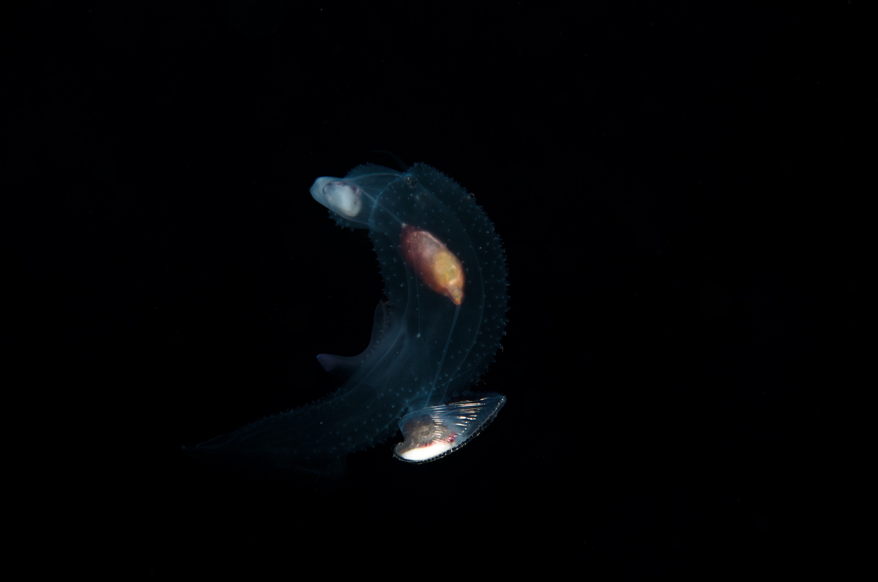 DSC_7839 – Butterfly, Crispin, PKI010916, Sea, Thecosomata, knights, marine, new, nz, pelagic, poor, reserve, snail, swimming, underwater, www.seacologynz.com, zealand