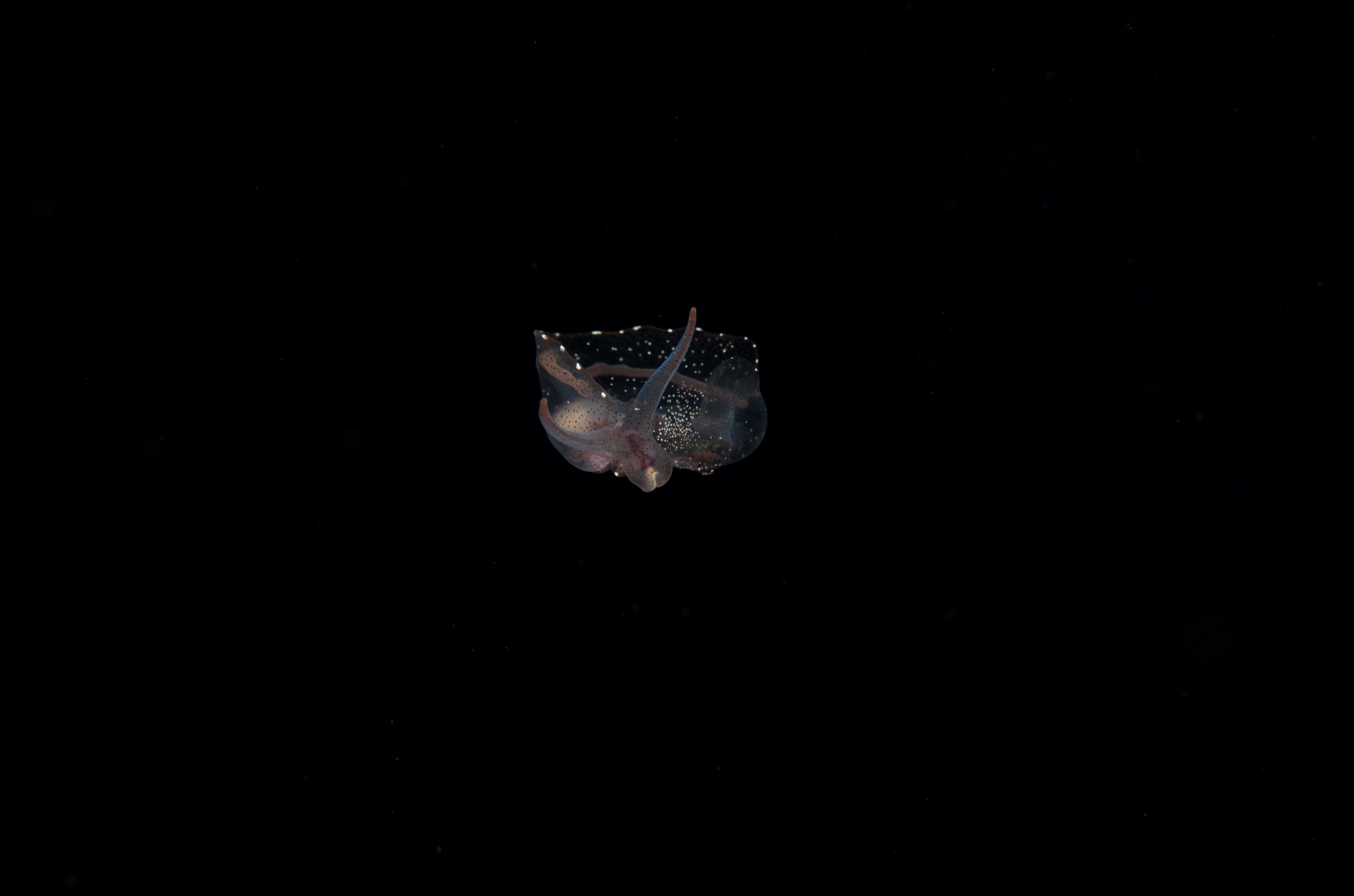 DSC_7921 – Crispin, PKI010916, clear, guts, knights, marine, new, nudibranch, nz, pelagic, poor, reserve, swimming, translucent, transparent, underwater, www.seacologynz.com, zealand