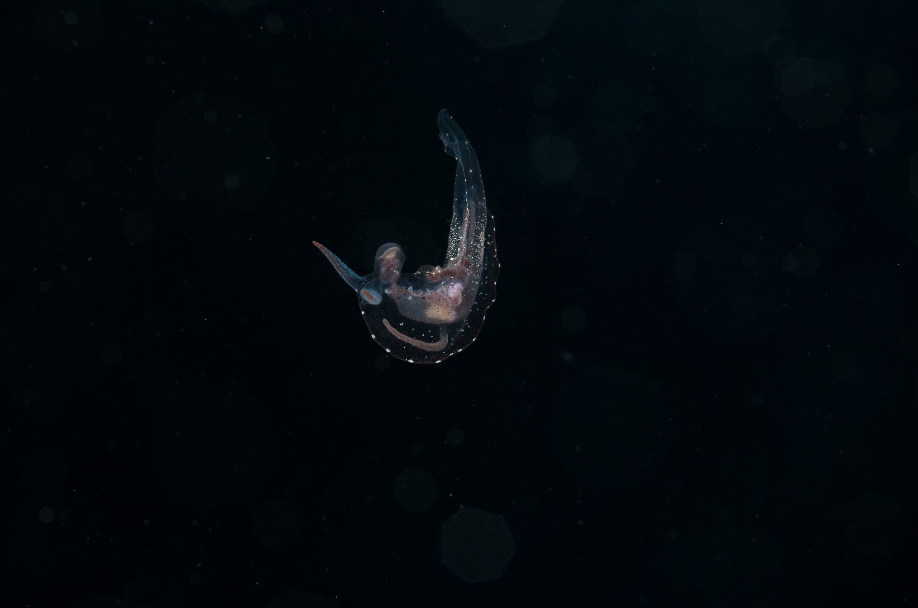 DSC_7927 – Crispin, PKI010916, clear, guts, knights, marine, new, nudibranch, nz, pelagic, poor, reserve, swimming, translucent, transparent, underwater, www.seacologynz.com, zealand