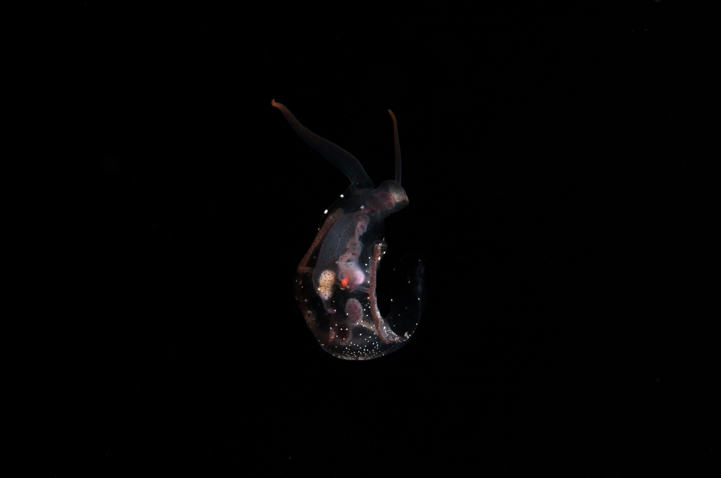 DSC_8003 – Crispin, PKI010916, clear, guts, knights, marine, new, nudibranch, nz, pelagic, poor, reserve, swimming, translucent, transparent, underwater, www.seacologynz.com, zealand