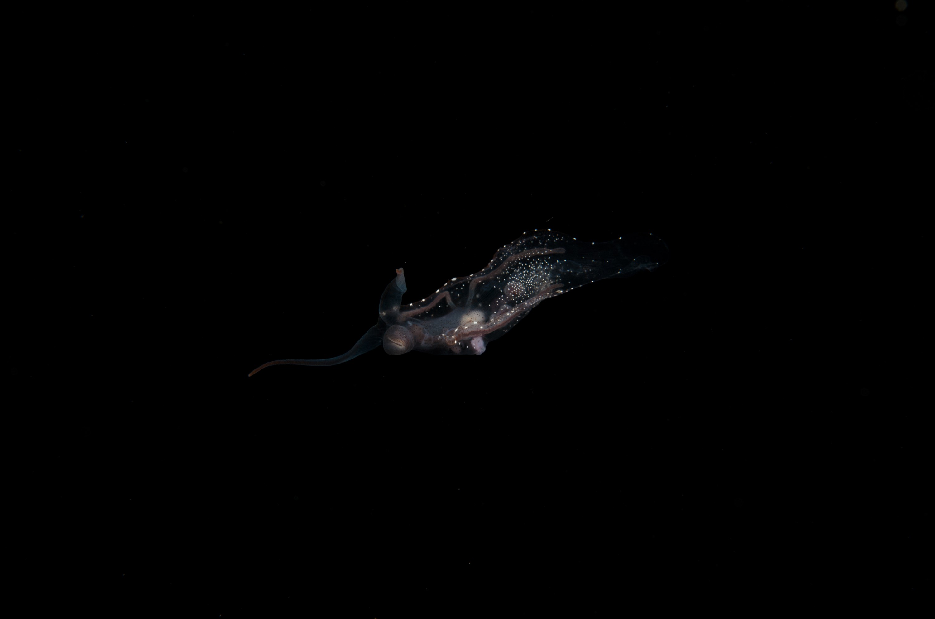 DSC_8004 – Crispin, PKI010916, clear, guts, knights, marine, new, nudibranch, nz, pelagic, poor, reserve, swimming, translucent, transparent, underwater, www.seacologynz.com, zealand