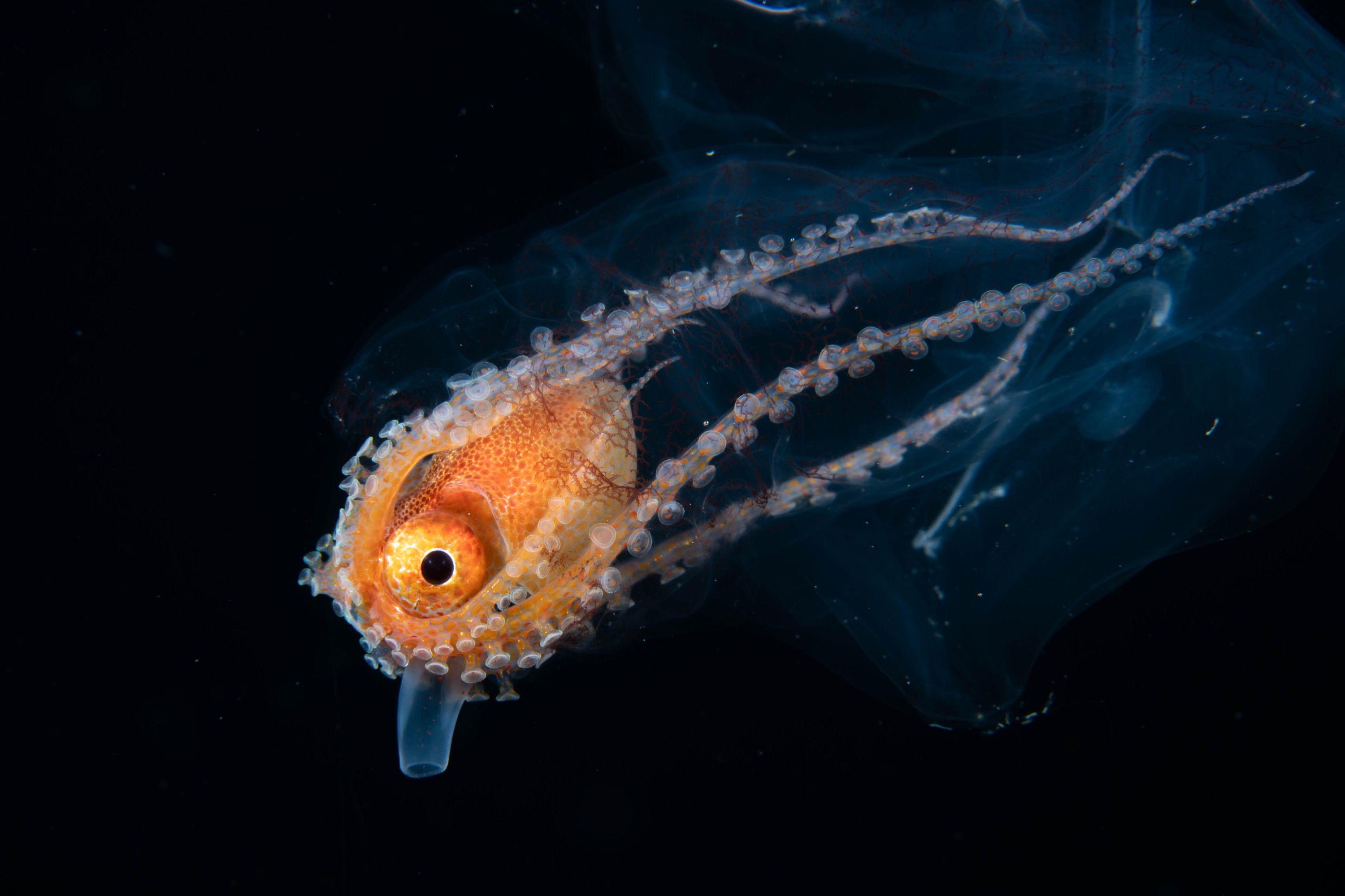 DSC_8051 – Football, Octopus, Ocythoe, tuberculata, Poor, Knights, Islands, ceph, cephalopod, rare, nz, blackwater, pelagic, salp