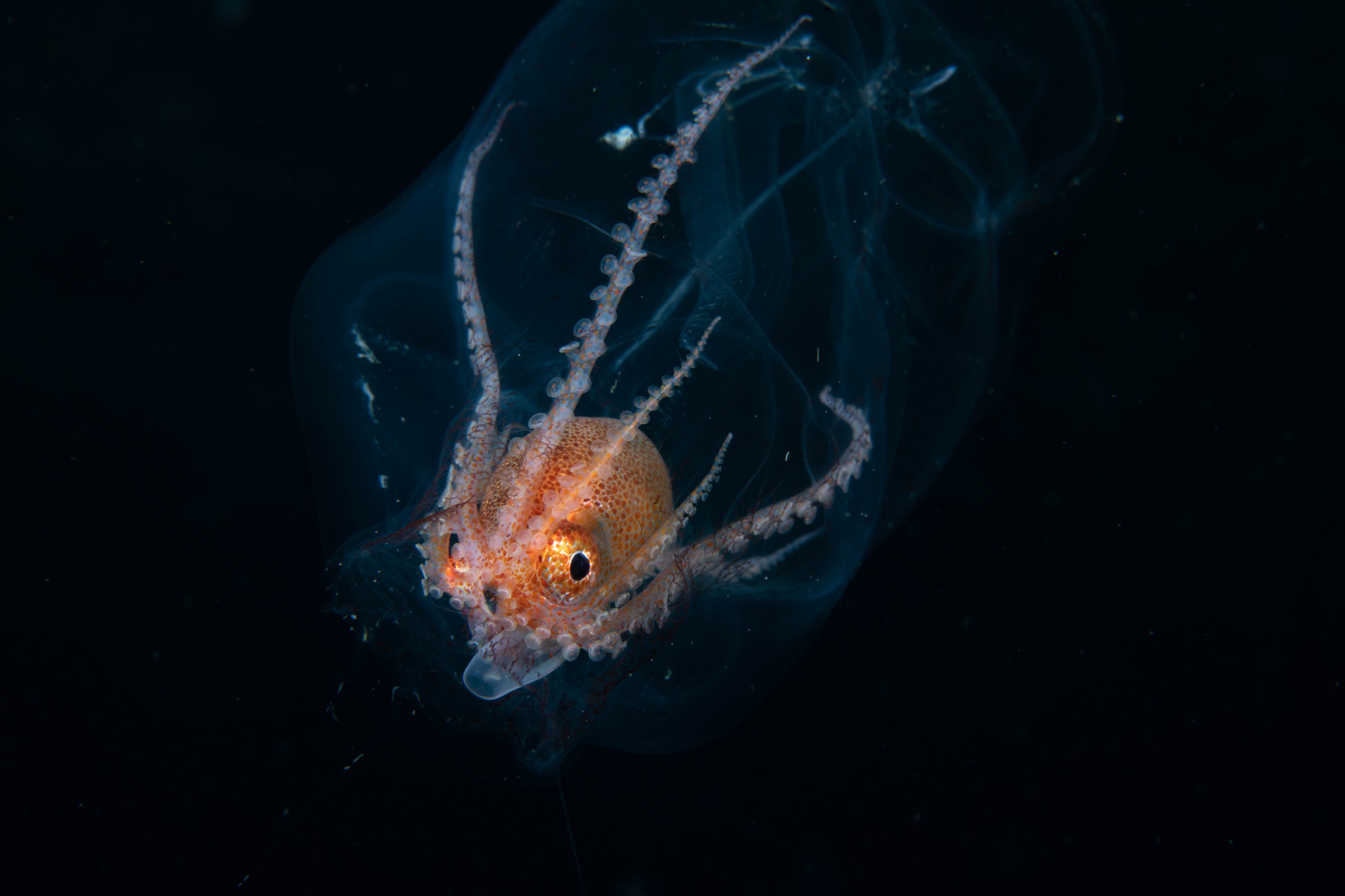 DSC_8059 – Football, Octopus, Ocythoe, tuberculata, Poor, Knights, Islands, ceph, cephalopod, rare, nz, blackwater, pelagic, salp