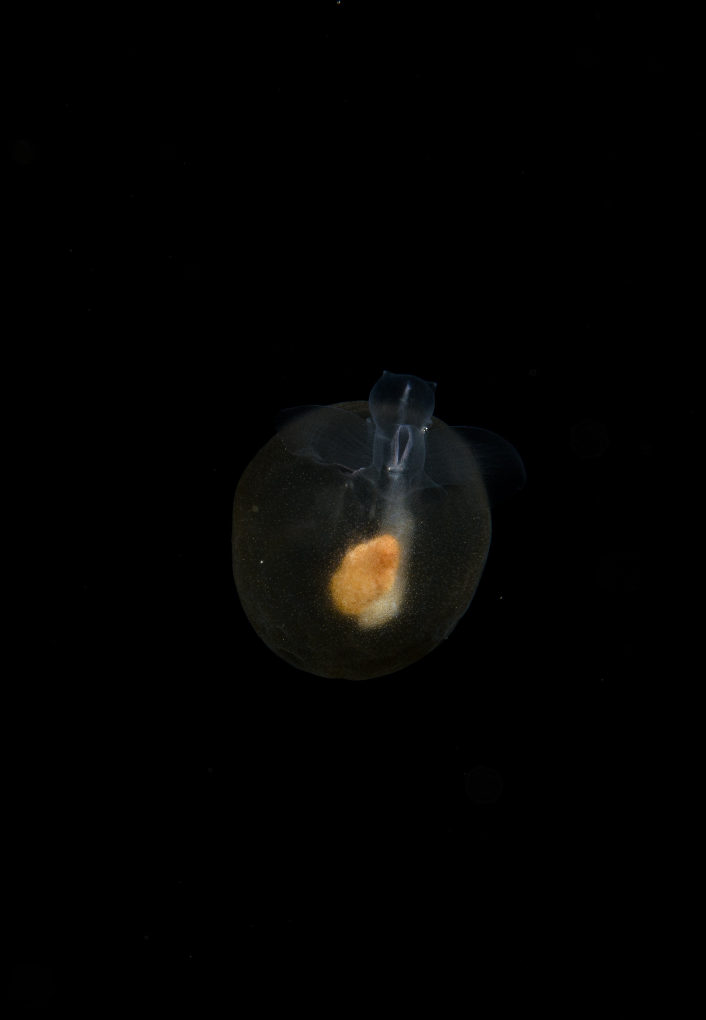 DSC_8097 – Crispin, PKI010916, Pteropod, Sea, angel, knights, marine, new, nz, pelagic, poor, reserve, sea-angel, underwater, www.seacologynz.com, zealand