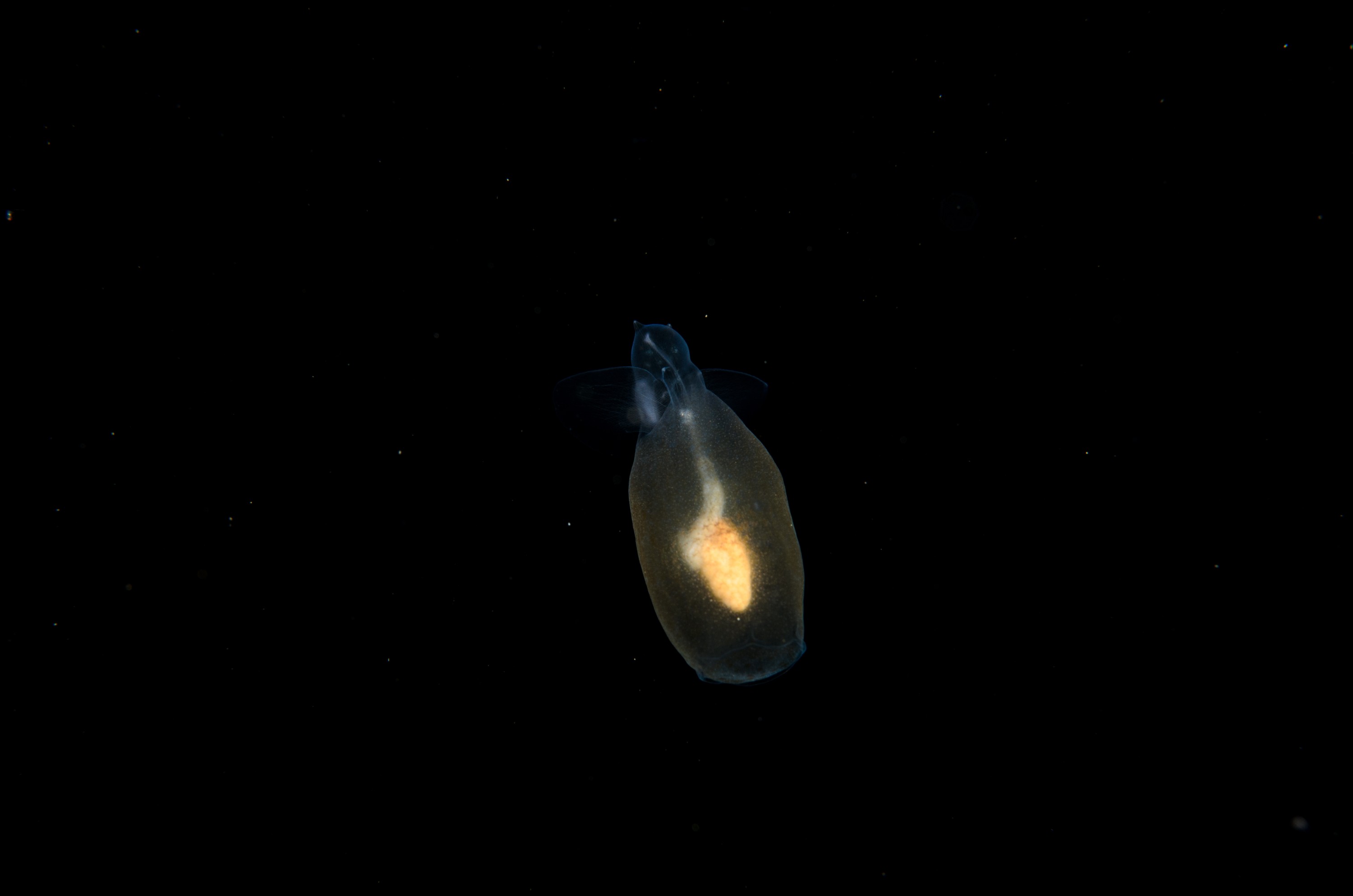 DSC_8141 – Crispin, PKI010916, Pteropod, Sea, angel, knights, marine, new, nz, pelagic, poor, reserve, sea-angel, underwater, www.seacologynz.com, zealand