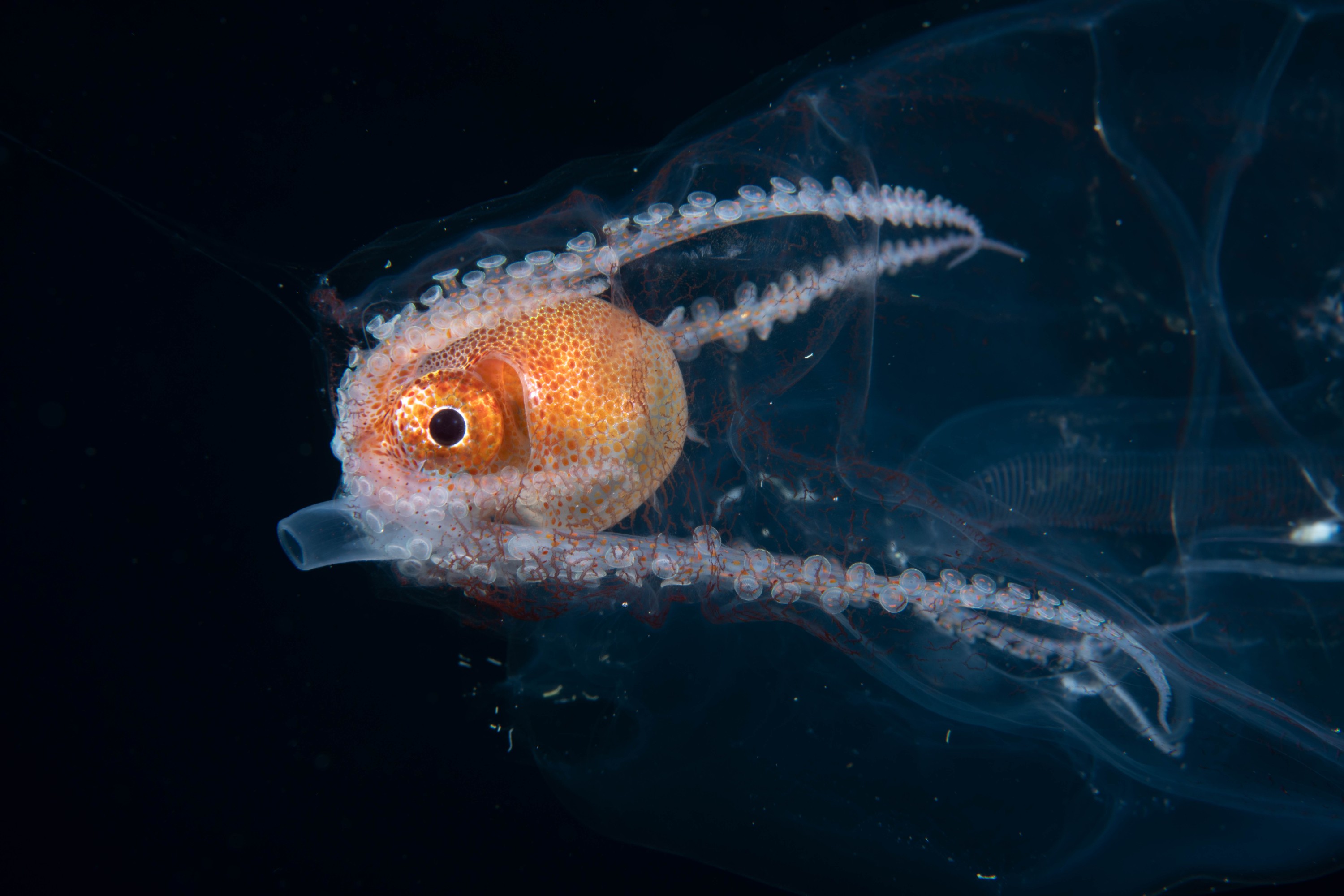 DSC_8148 – Football, Octopus, Ocythoe, tuberculata, Poor, Knights, Islands, ceph, cephalopod, rare, nz, blackwater, pelagic, salp