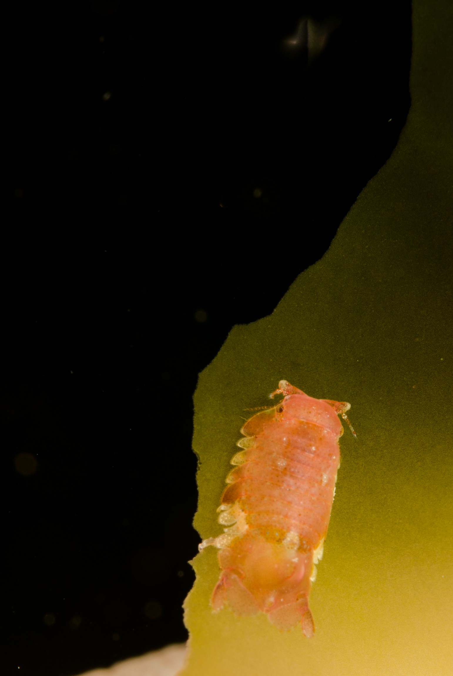 DSC_8175 – Underwater, Unknown, Isopod, poor, knights, marine, reserve, Crispin, marine, new zealand, zealand, new, nz,