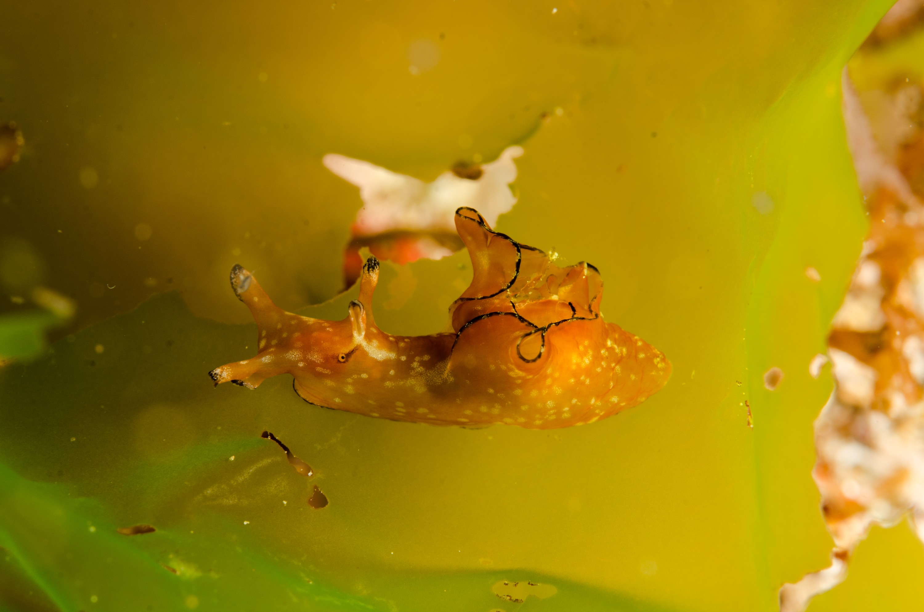 DSC_8185 – Underwater, Seahare, poor, knights, marine, reserve, sea, slug, Crispin, marine, new zealand, zealand, new, nz, Aplysia, parvula,