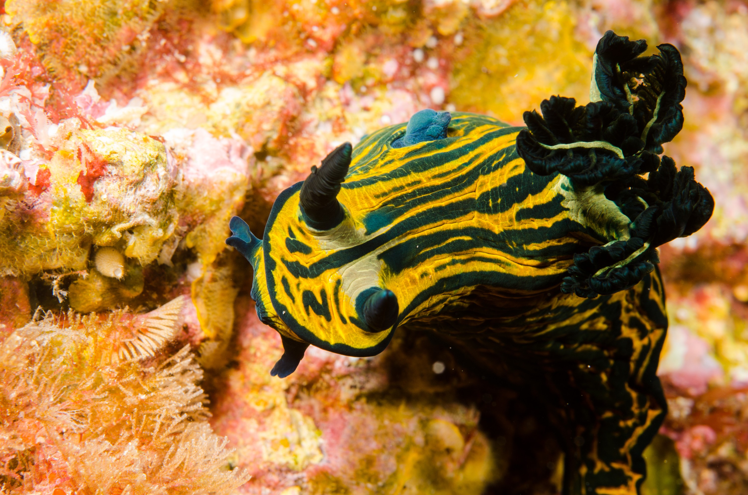 DSC_8364 – Roboastra, luteolineata, stripes, green, yellow, nudibranch, seaslug, slug, sea, poor, knights, marine, reserve, Doridina, Crispin, marine, new zealand, zealand, new, nz,
