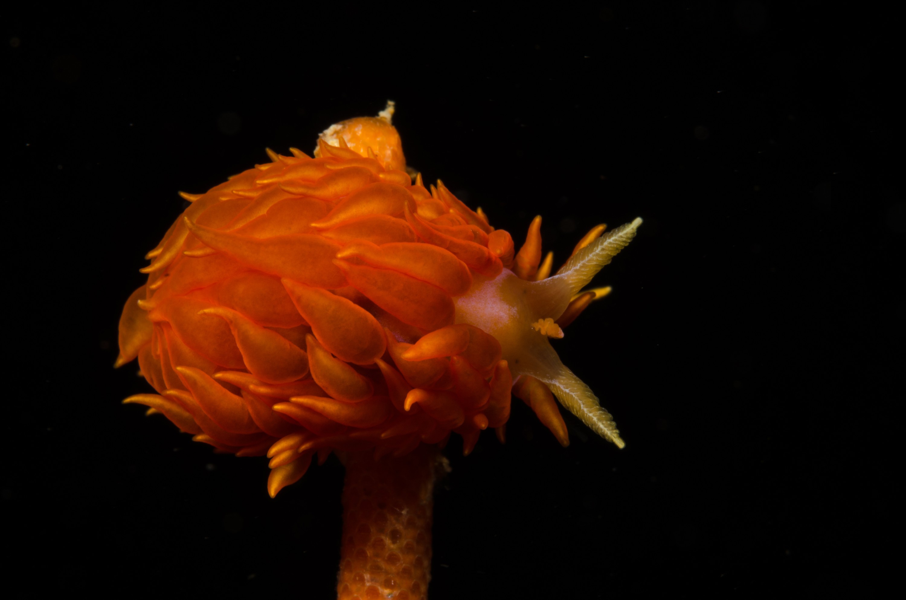 DSC_8682 – Poor, knights, marine reserve, Janolus, ignis, slug, nudubranch, seaslug, crispin, nz, new, zealand, new zealand
