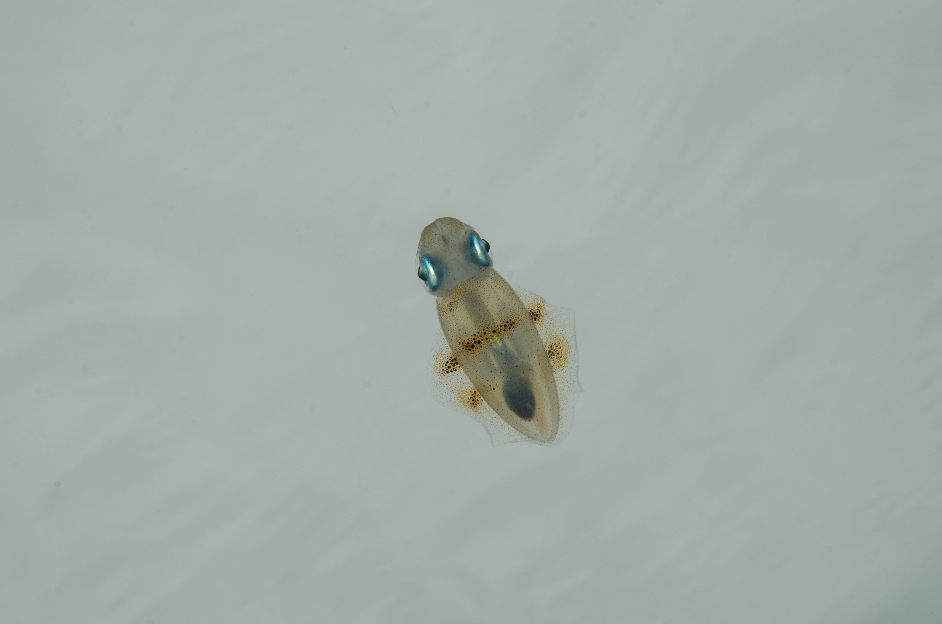 DSC_9451 – Underwater, Sepioteuthis, reef, round, squid, Poor, Knights, Marine, Reserve, Nursery Cove, Cute, Little tentacles, Chromatophores, Crispin, marine, new zealand, zealand, new, nz,