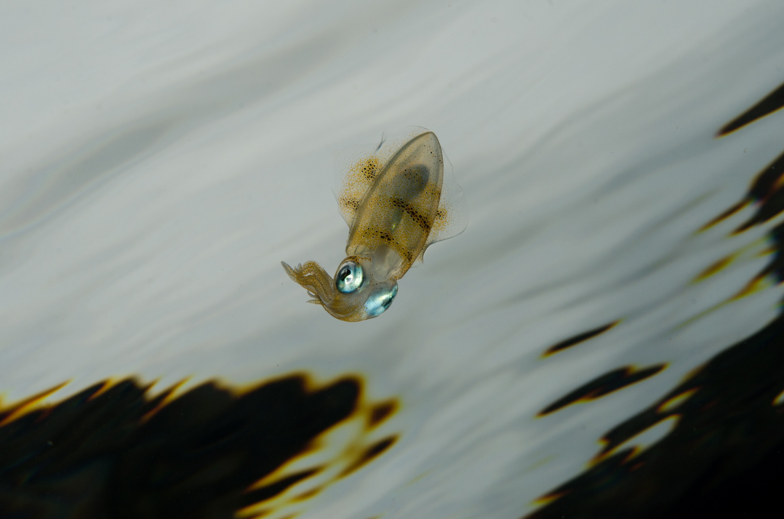 DSC_9458 – Underwater, Sepioteuthis, reef, round, squid, Poor, Knights, Marine, Reserve, Nursery Cove, Cute, Little tentacles, Chromatophores, Crispin, marine, new zealand, zealand, new, nz,