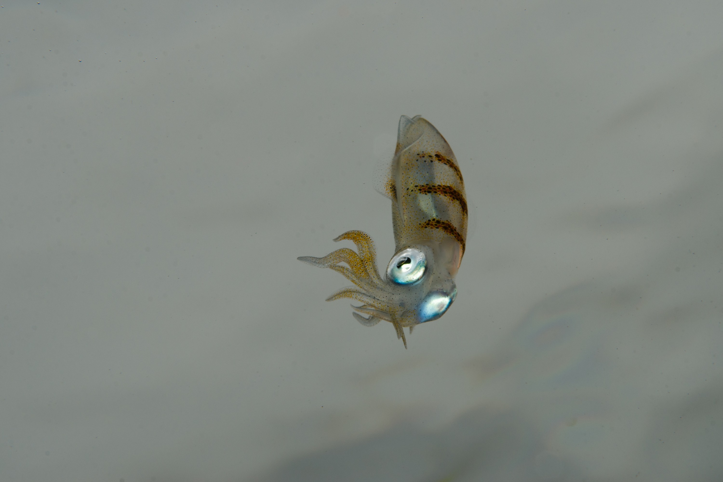 DSC_9476 – Underwater, Sepioteuthis, reef, round, squid, Poor, Knights, Marine, Reserve, Nursery Cove, Cute, Little tentacles, Chromatophores, Crispin, marine, new zealand, zealand, new, nz,