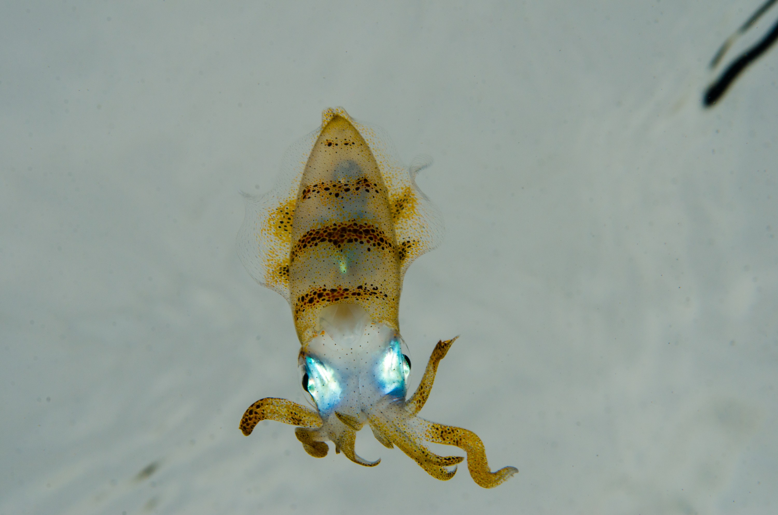 DSC_9519 – Underwater, Sepioteuthis, reef, round, squid, Poor, Knights, Marine, Reserve, Nursery Cove, Cute, Little tentacles, Chromatophores, Crispin, marine, new zealand, zealand, new, nz,