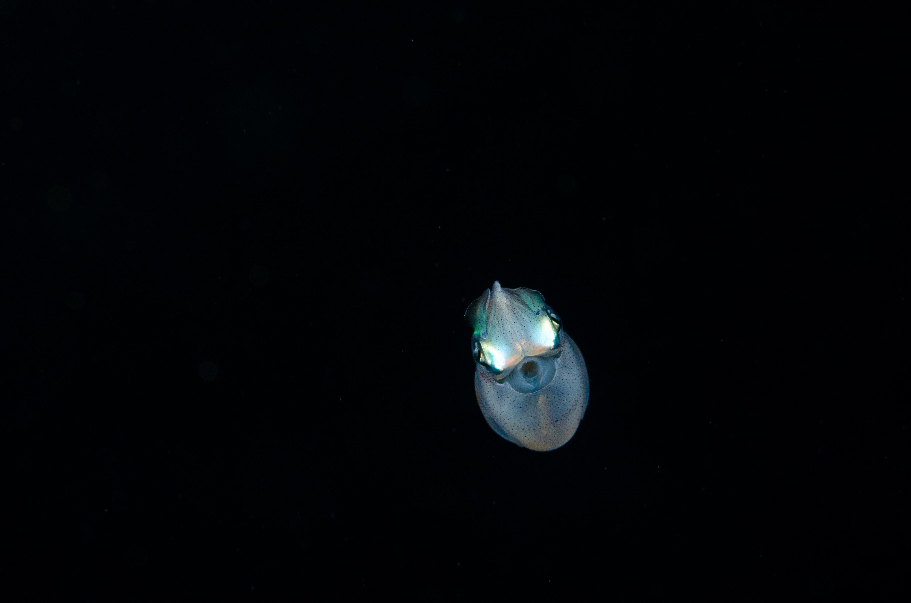 DSC_9535 – Underwater, Sepioteuthis, reef, round, squid, Poor, Knights, Marine, Reserve, Nursery Cove, Cute, Little tentacles, Chromatophores, Crispin, marine, new zealand, zealand, new, nz,