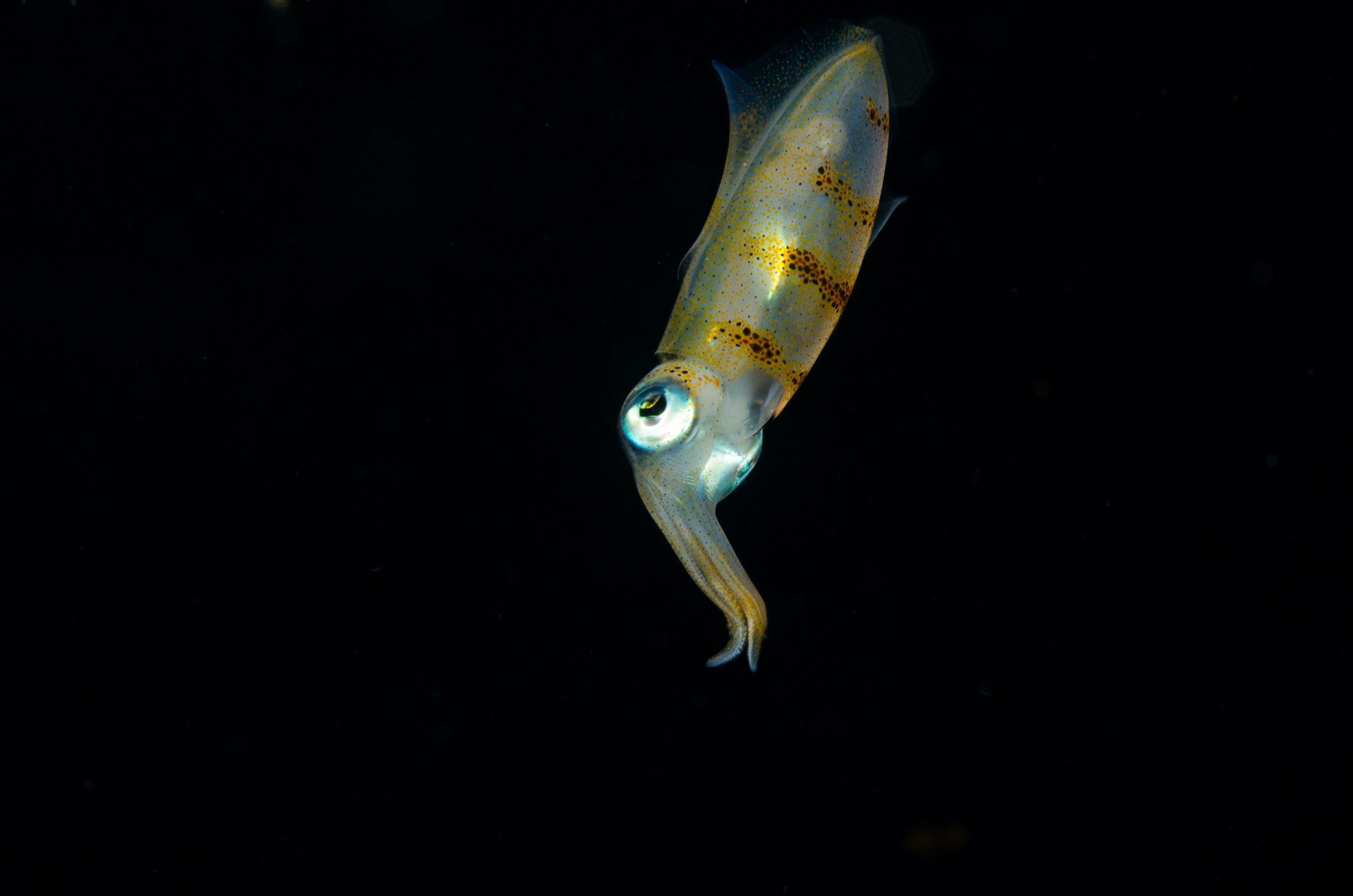 DSC_9547 – Underwater, Sepioteuthis, reef, round, squid, Poor, Knights, Marine, Reserve, Nursery Cove, Cute, Little tentacles, Chromatophores, Crispin, marine, new zealand, zealand, new, nz,